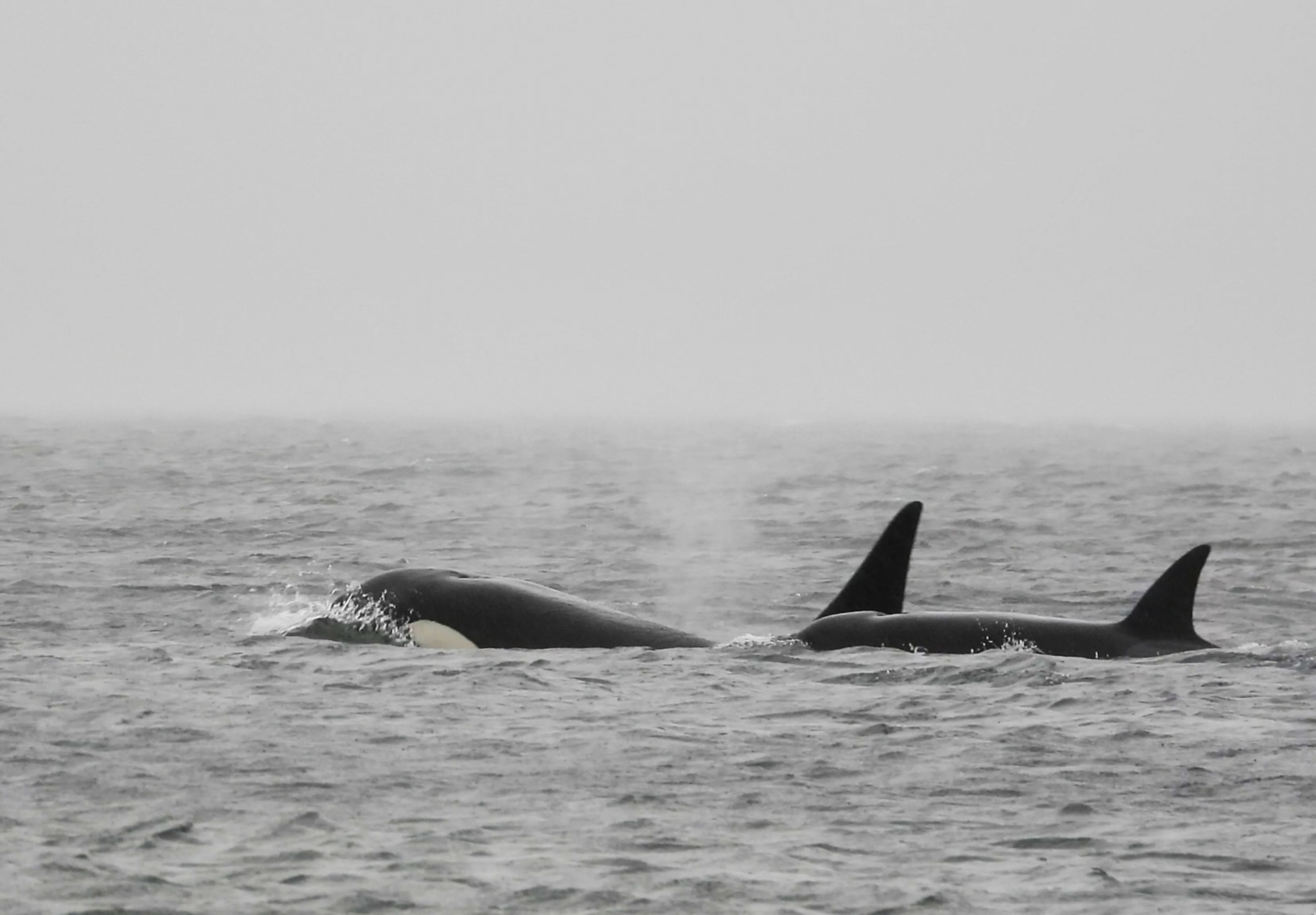 Unidentified orcas spotted in the Salish Sea.