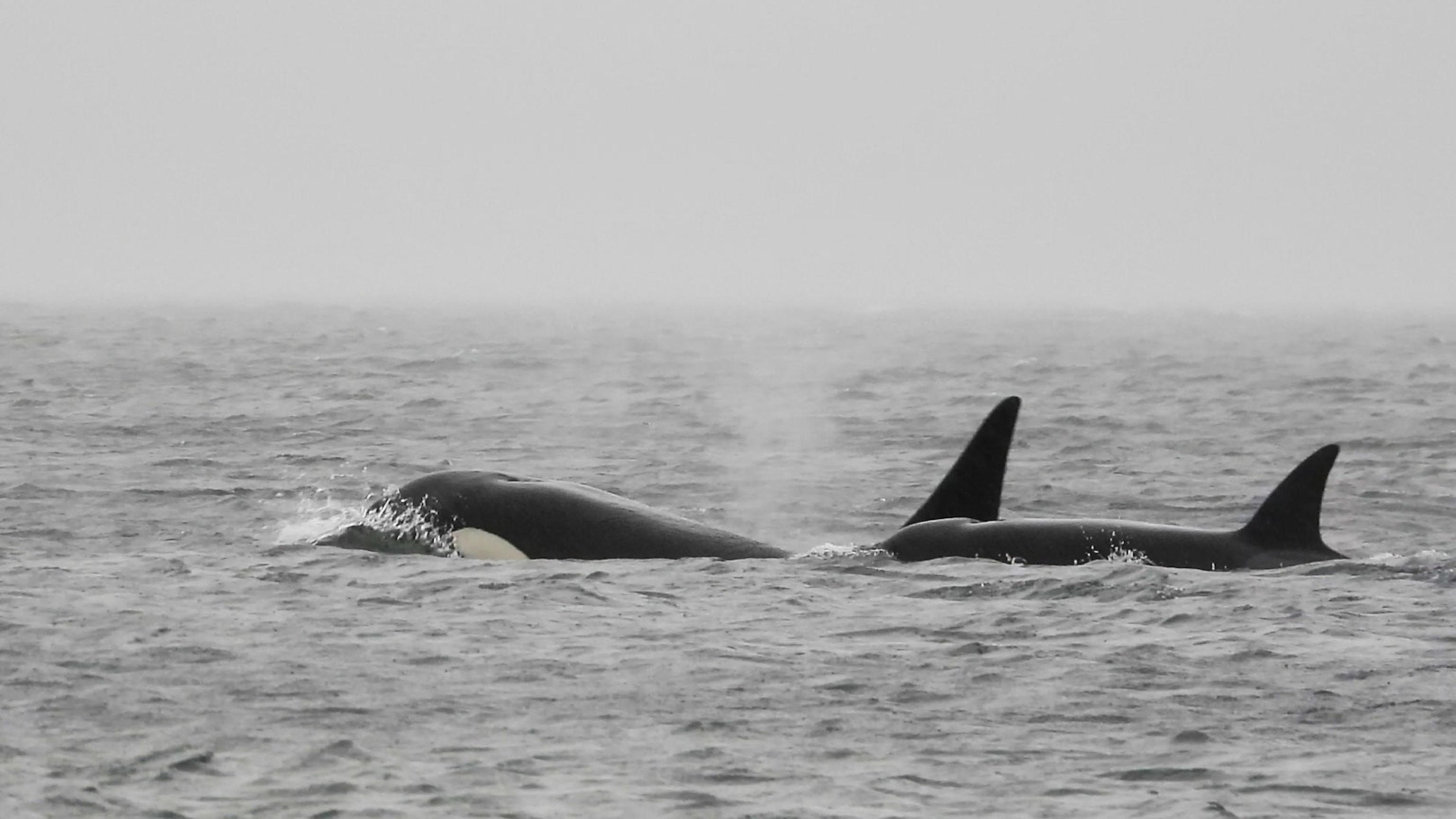 A mystery pod of orcas surprised Seattle whale watchers