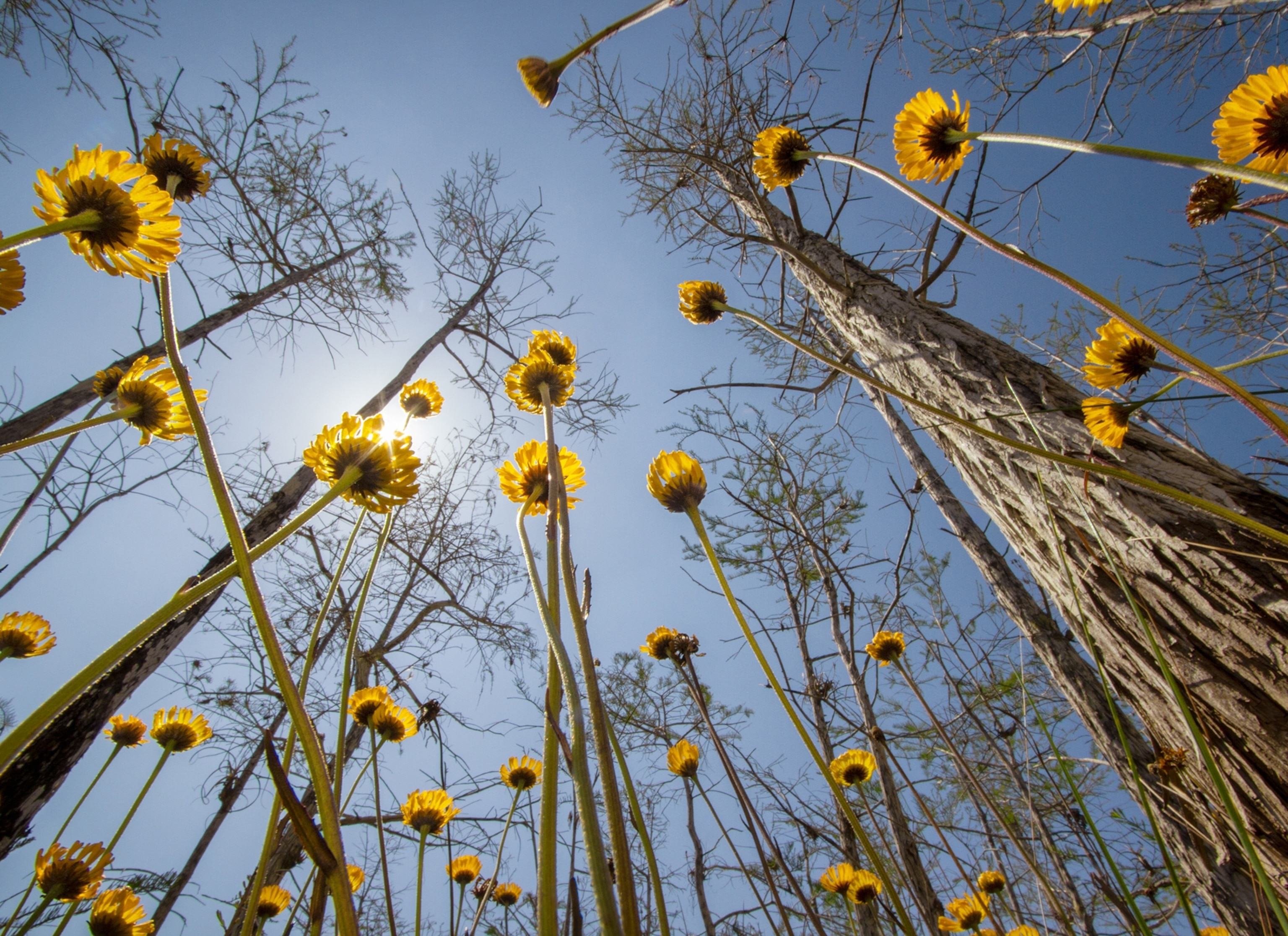 Yellow flowers spring up from the ground, as seen from the ground