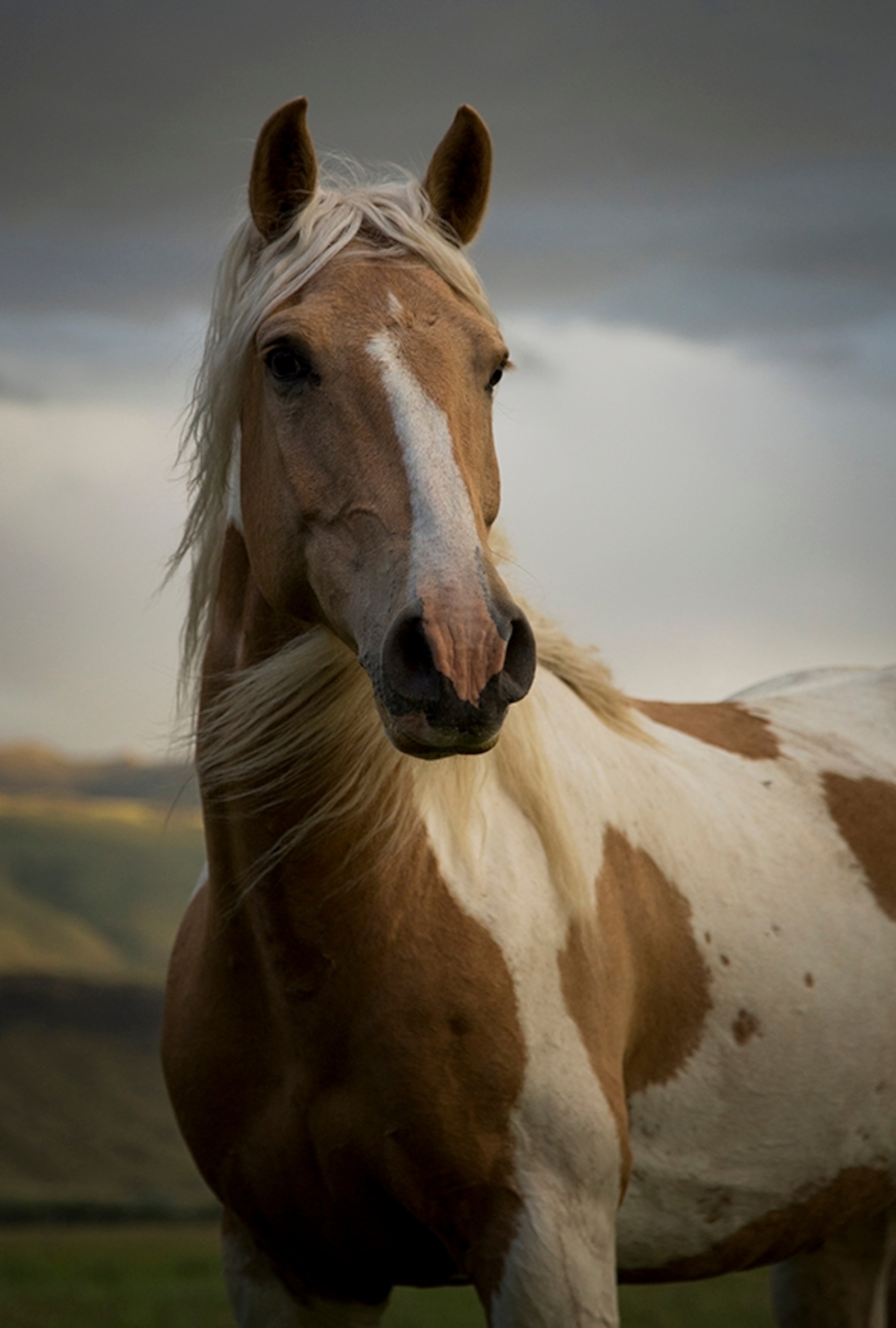 Luke, a tried and true wild horse from Wyoming, rode with Ben Masters on a 3,000 mile expedition from Mexico to Canada in 2013; Photograph by Ben Masters
