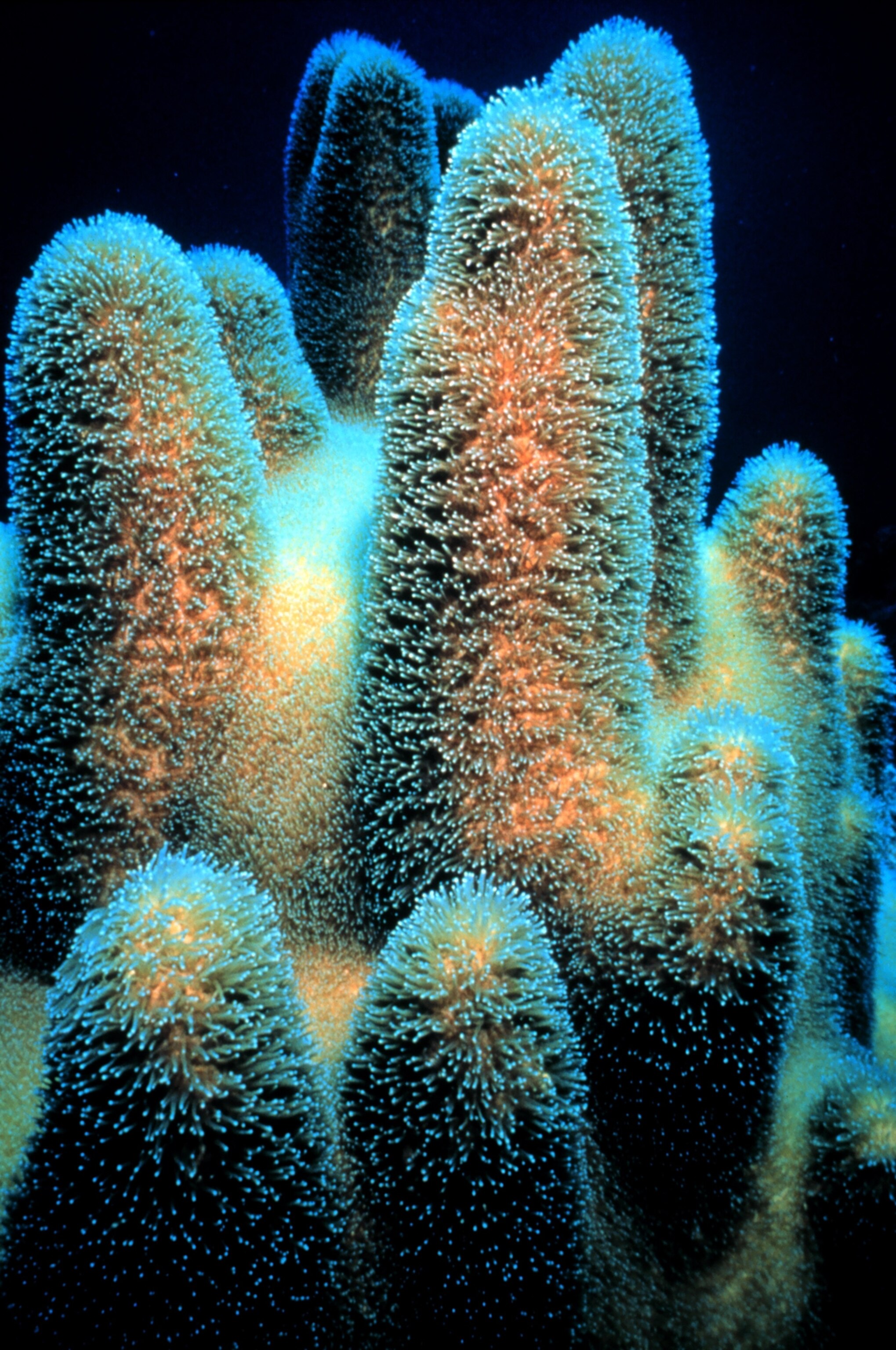Pillar coral picture - one of the species proposed for listing under the Endangered Species Act.
