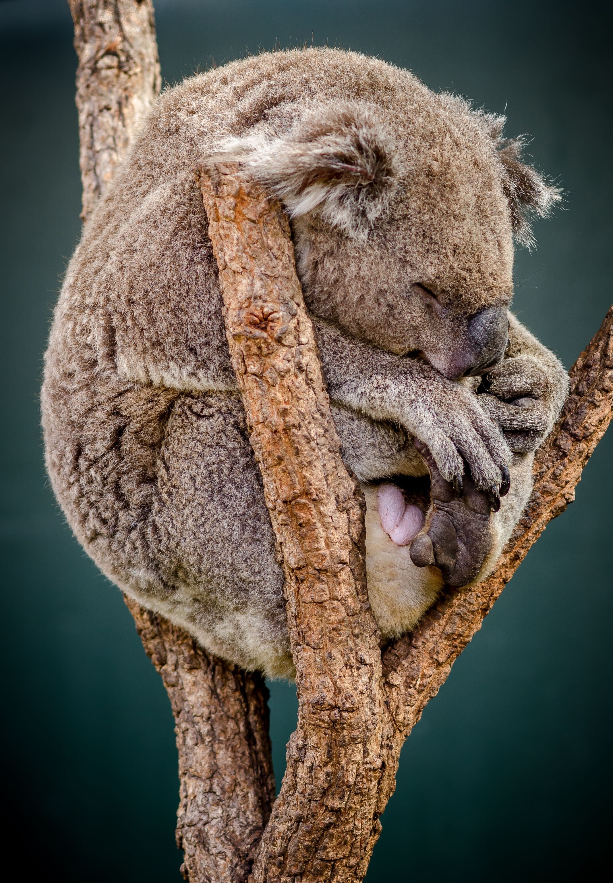 Koala, facts and photos