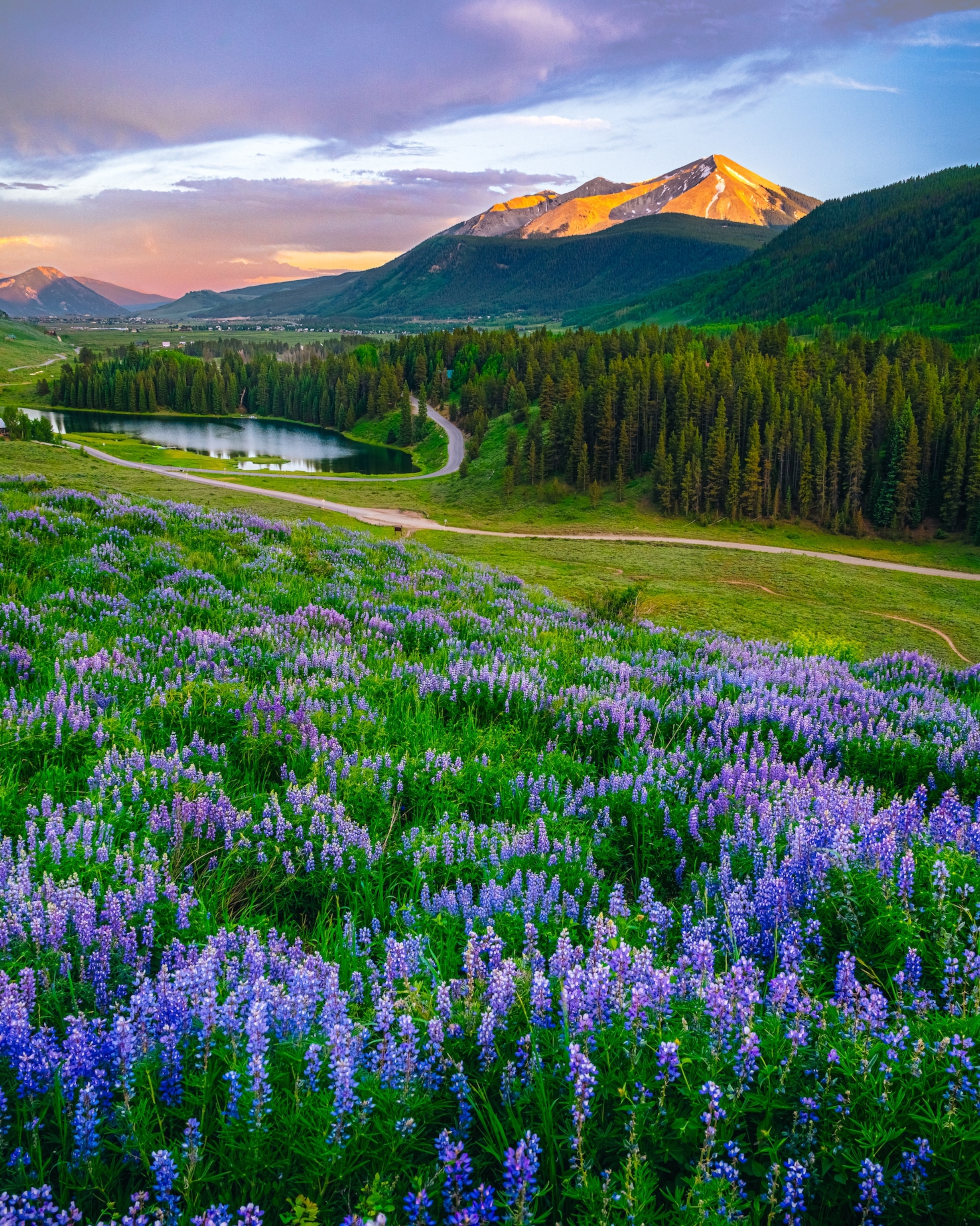 Wildflowers in Crested Butte, Colorado, a town widely regarded as the wildflower capital of the state.