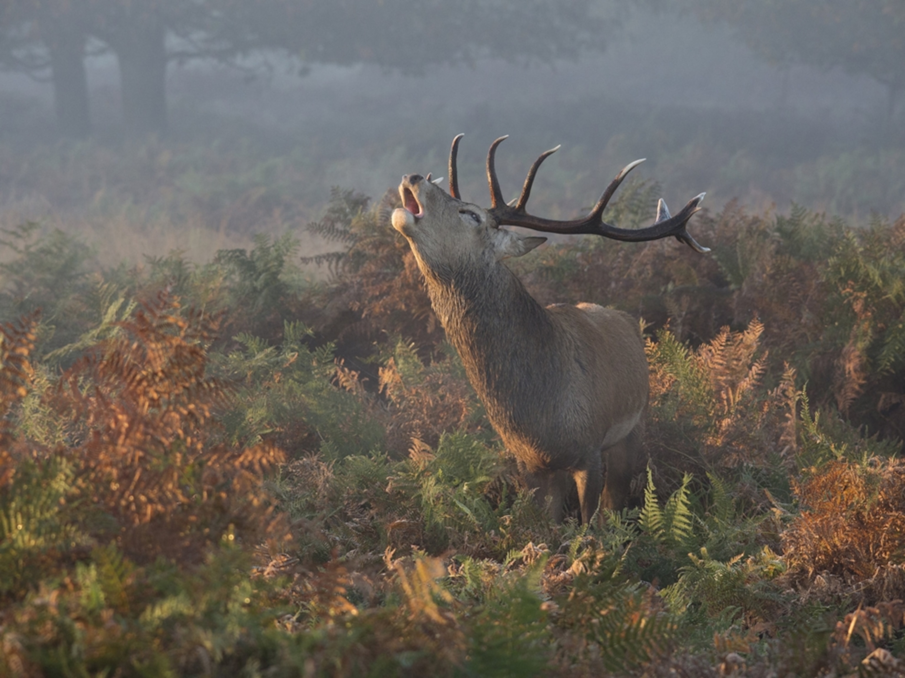 a deer in Richmond Park, London