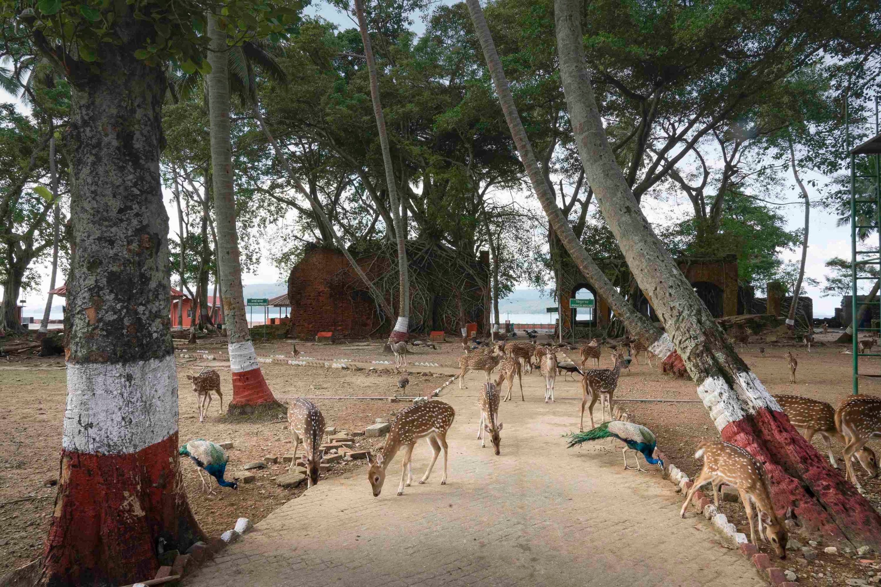 Forrest deer Anamands Ross Island