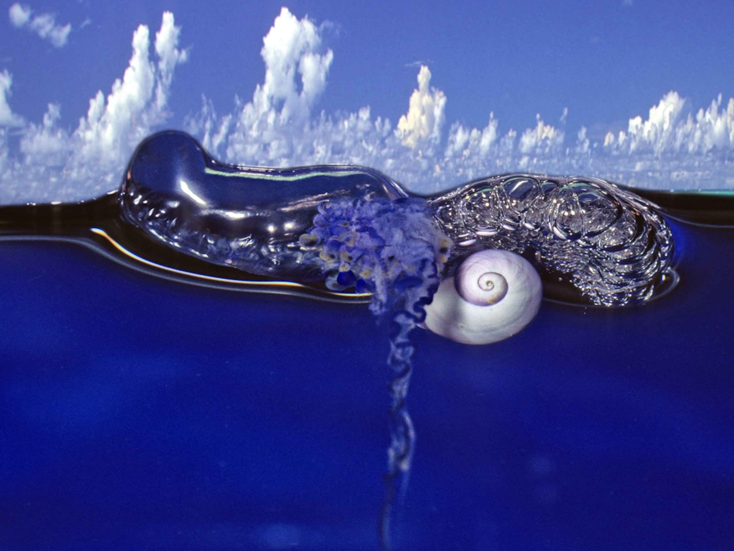 Snail picture: a bubble-rafting snail eats a Portuguese man-of-war