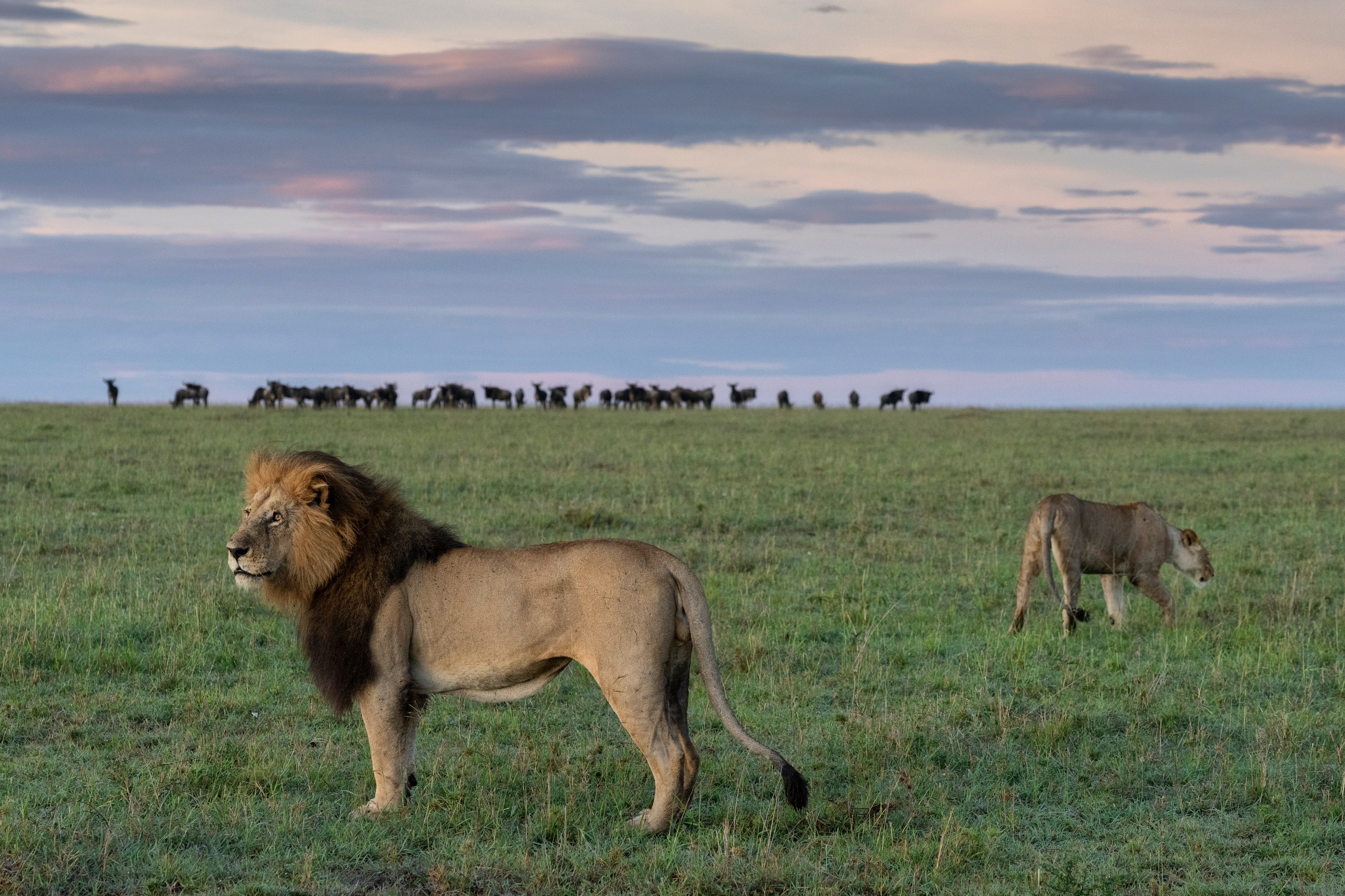 Lions prowl a field before the hunt.