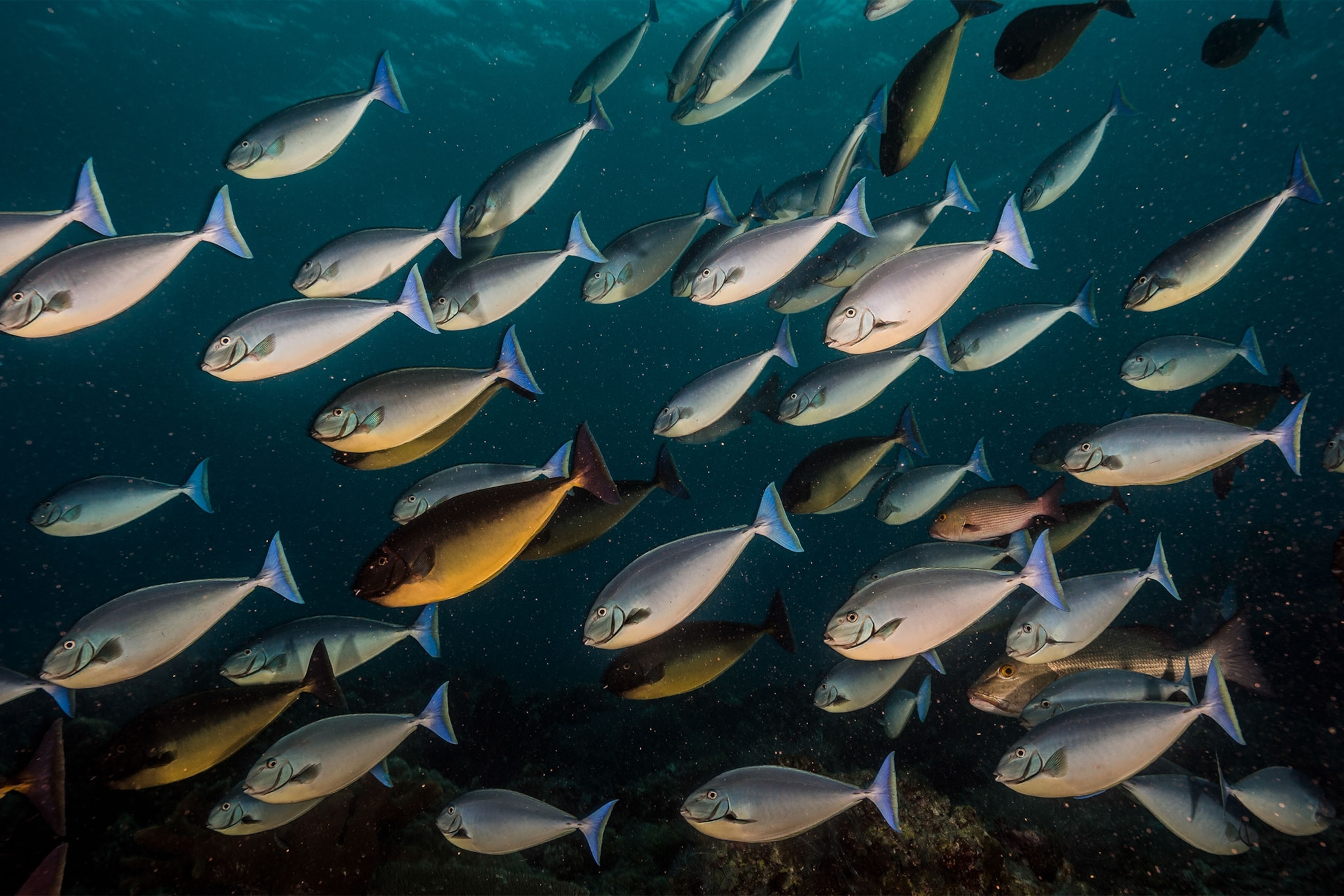 surgeon fish in Tubbataha Reef National Park