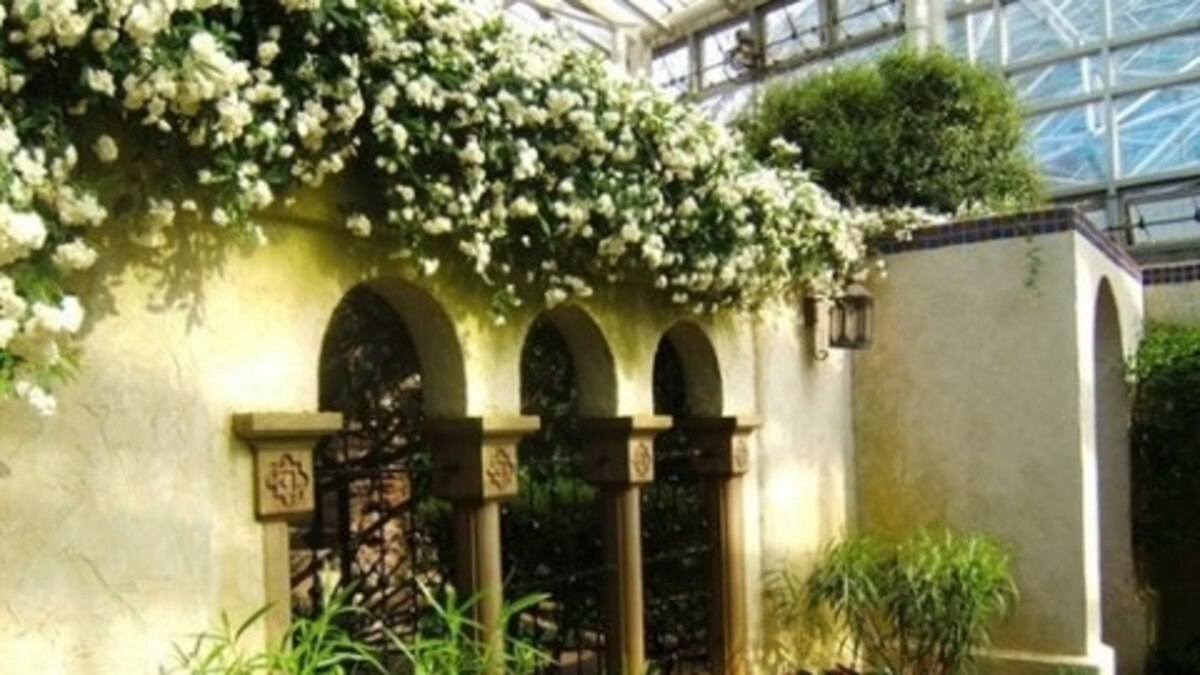 Blooming in St. Louis