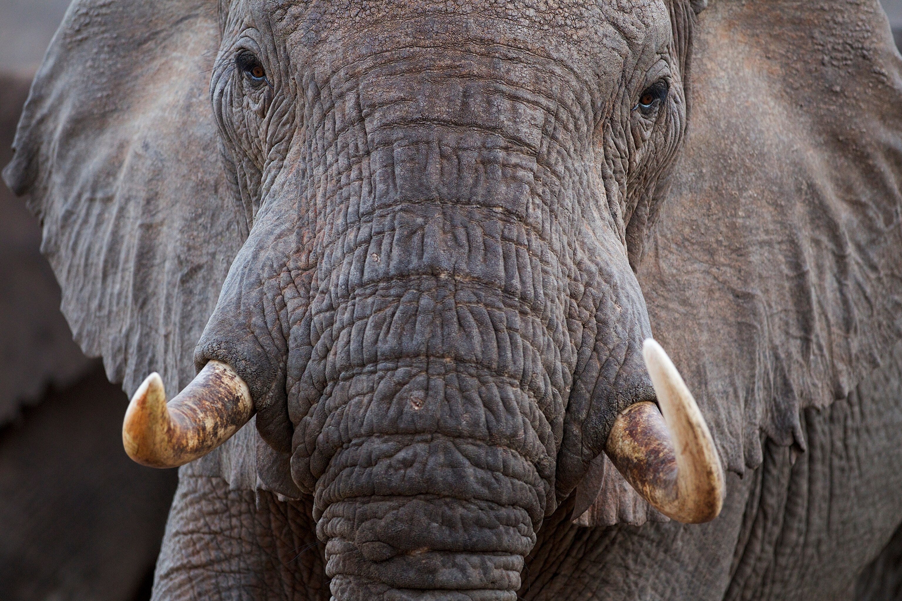 an African Elephant.