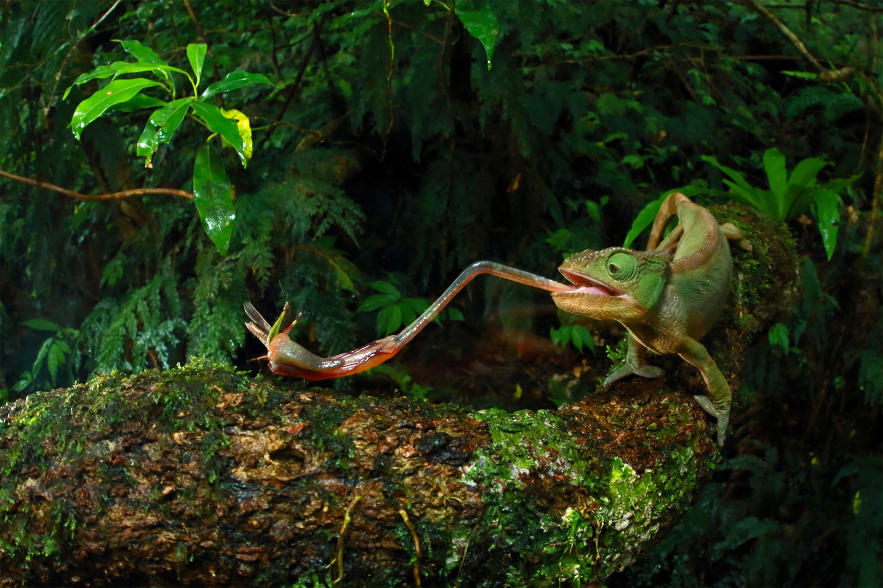 a chameleon eating a bug