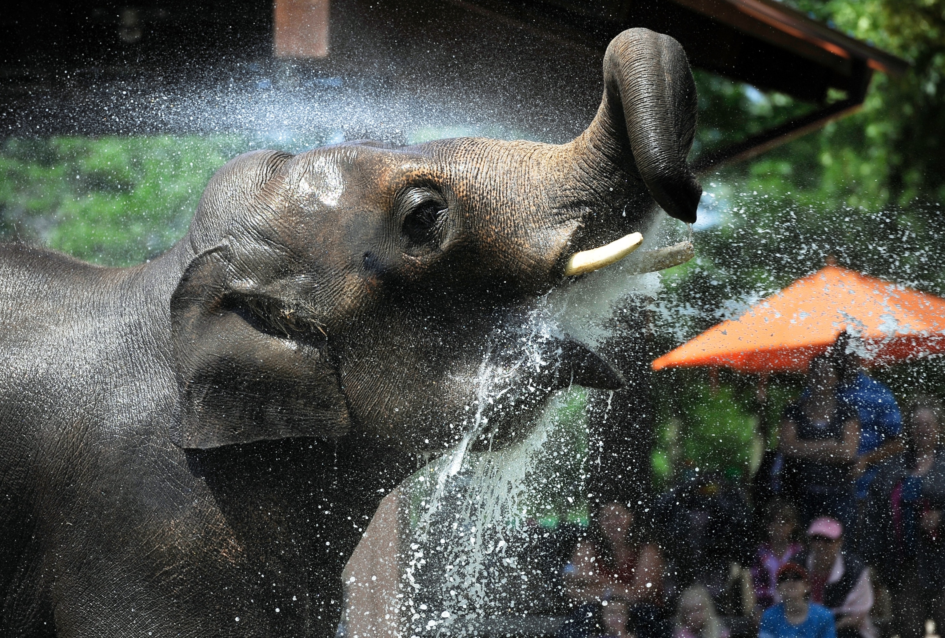 Bodhi, an Asian elephant, drinking water at the Denver Zoo's Toyota Elephant Passage