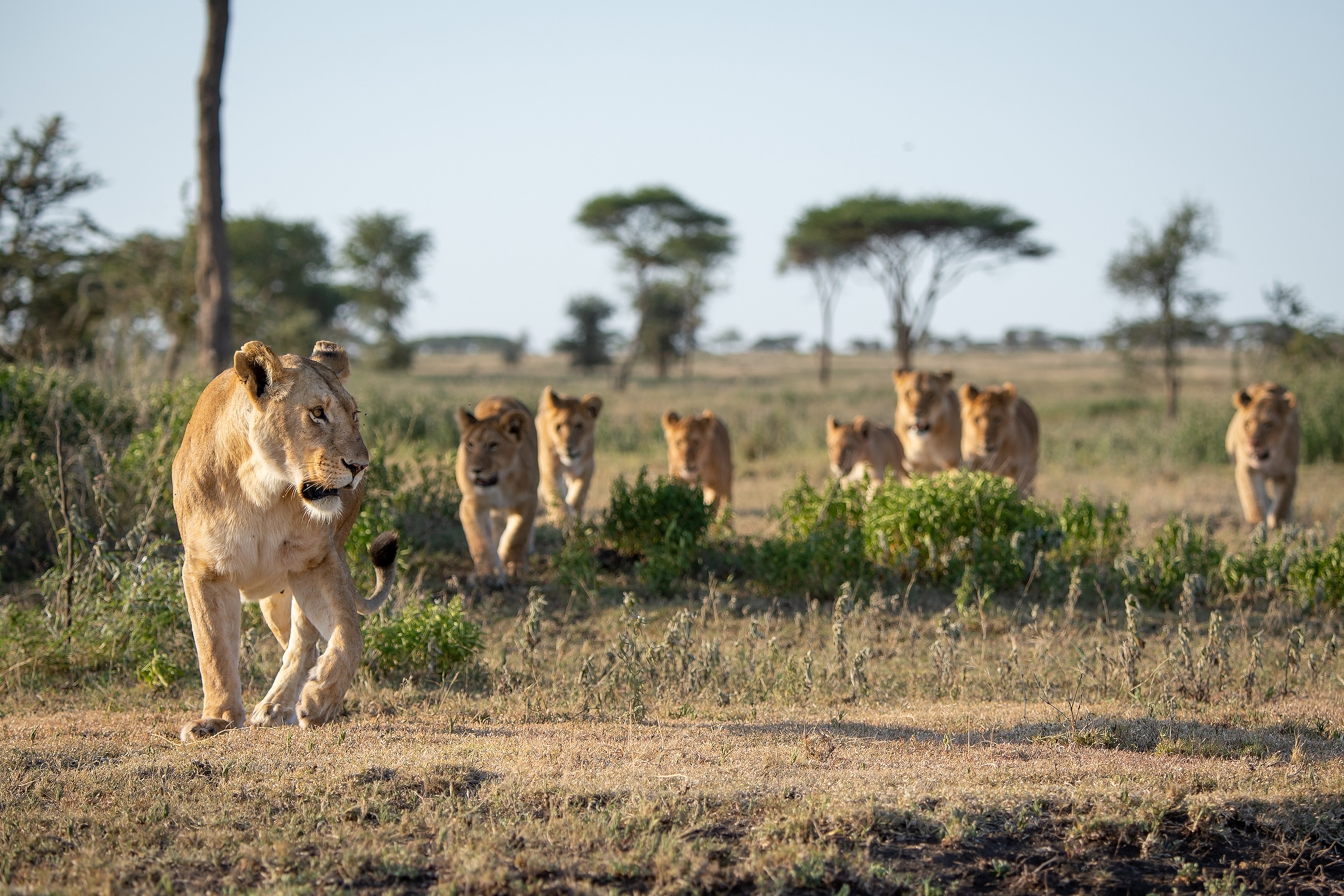 A pride of lions cross the plains in Tanzania.