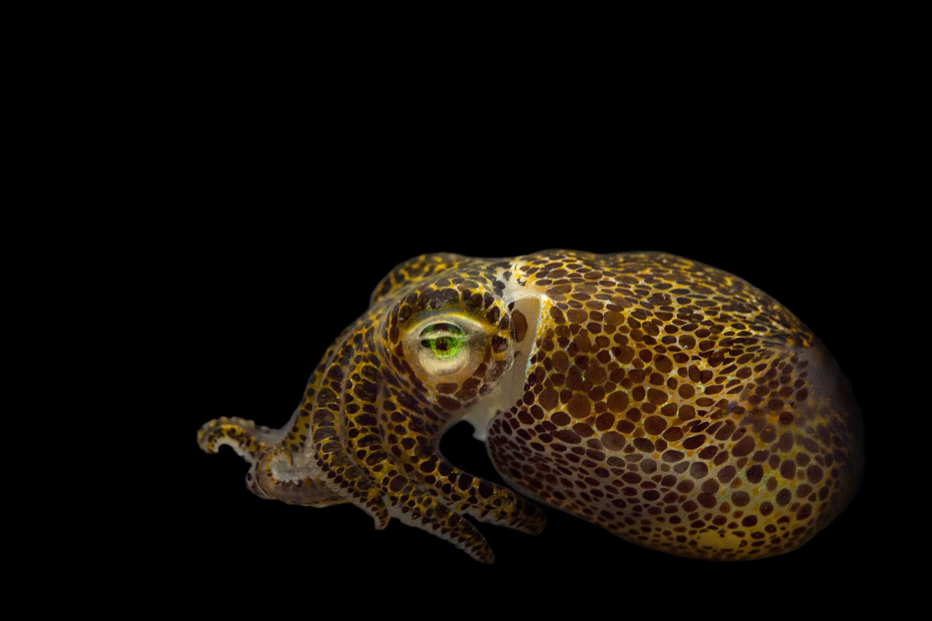 a bobtail squid