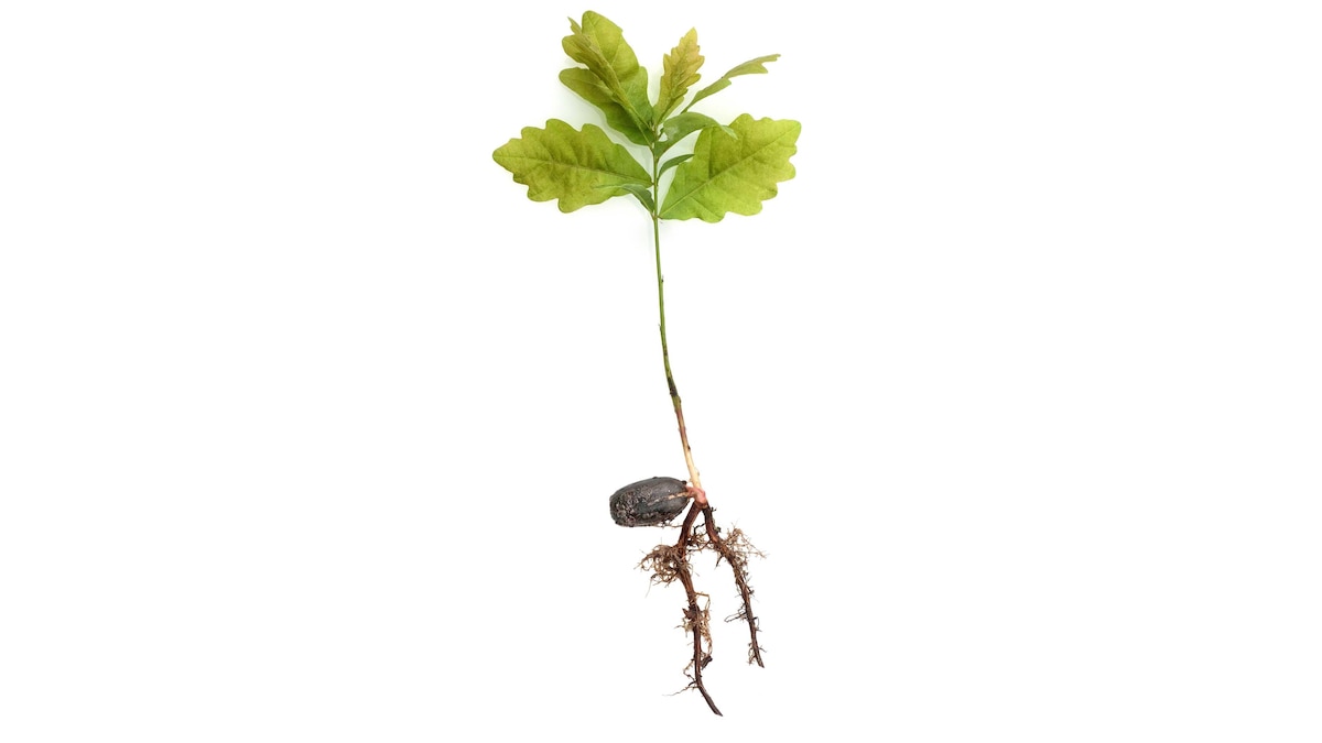 The need to save more seeds, and other science news - Vimarsana News