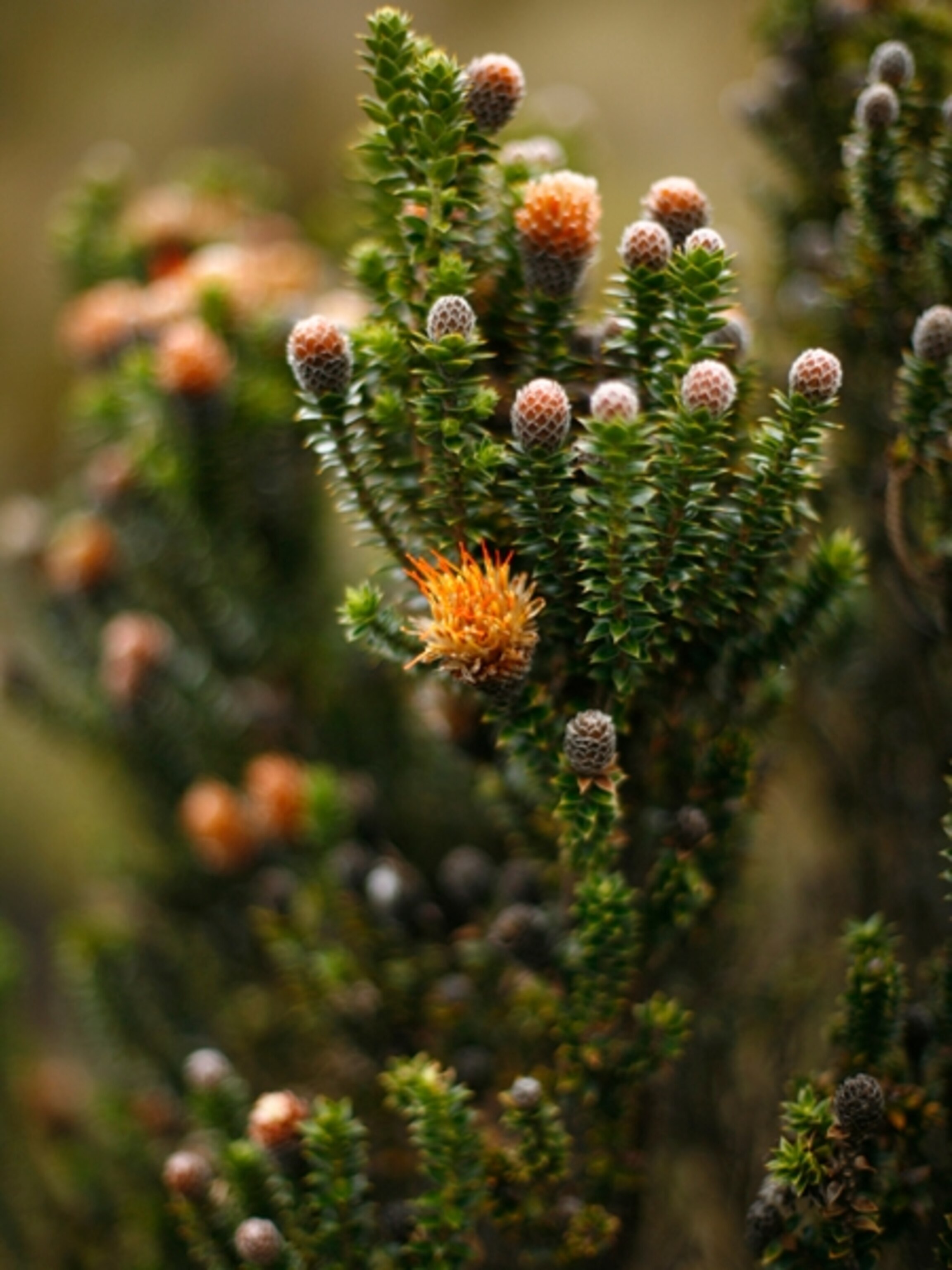 Chuquiragua plants, Andes, Ecuador