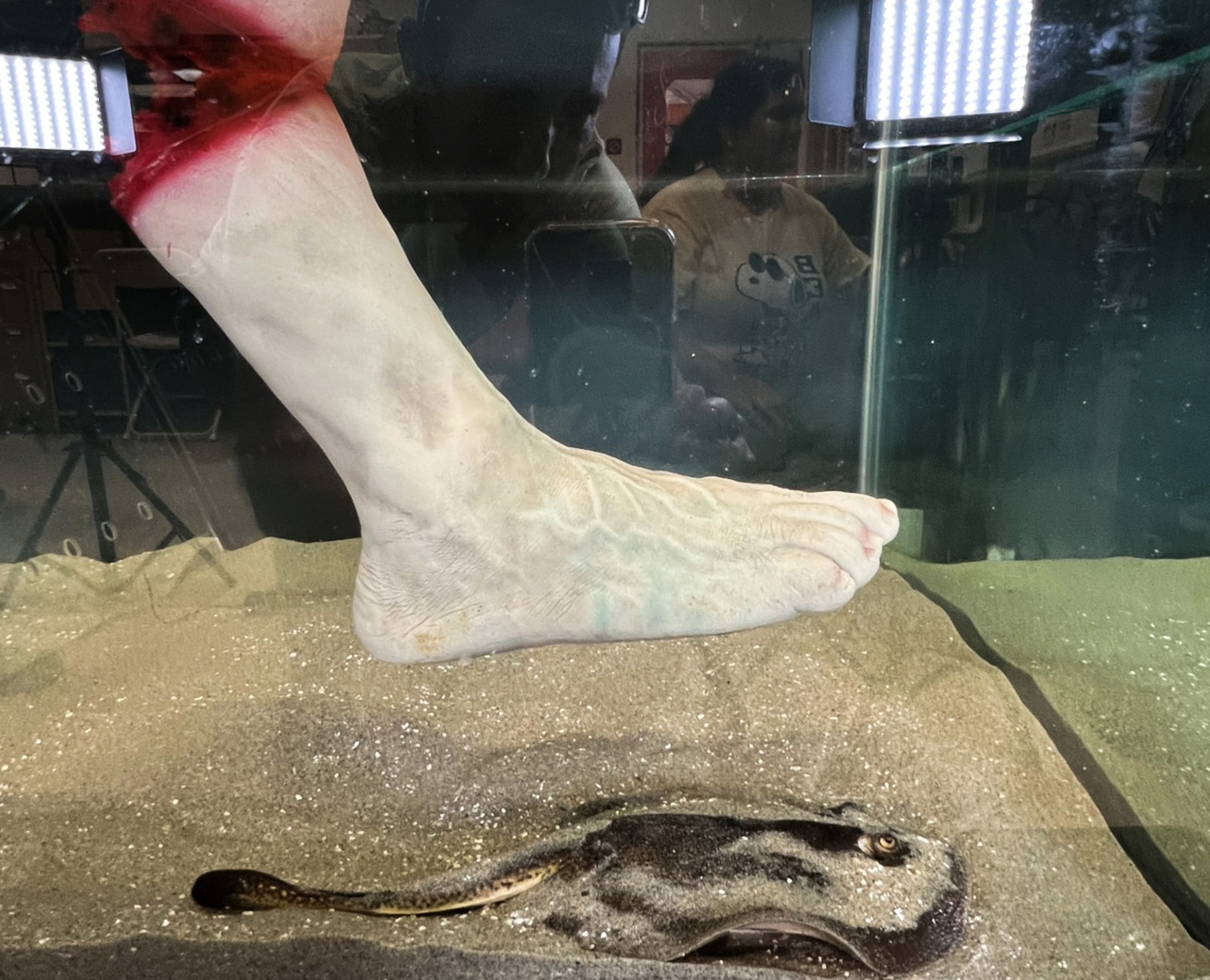A fake foot is held in the water over a stingray.