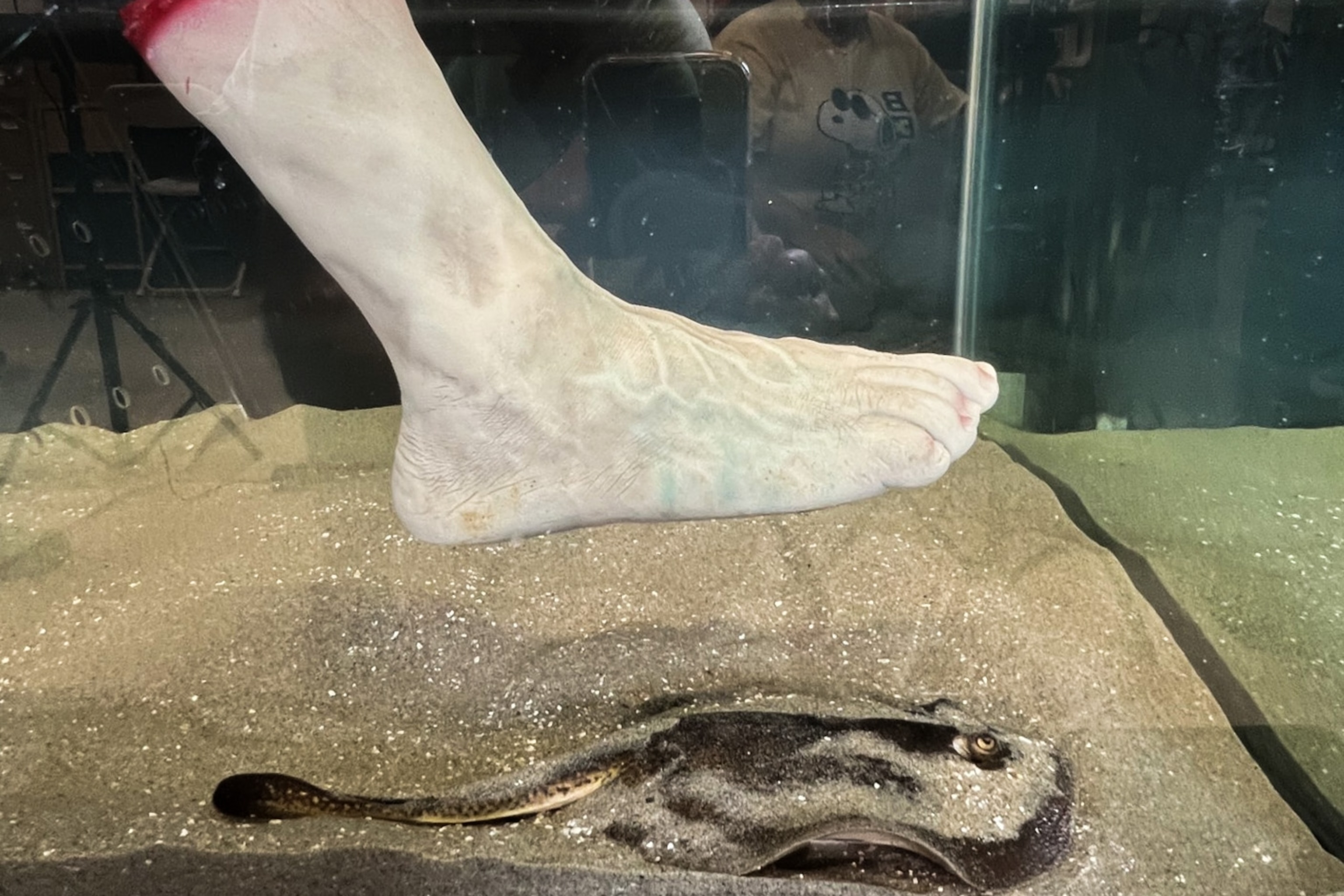 Why box jellyfish always have four eyes on the sky | National