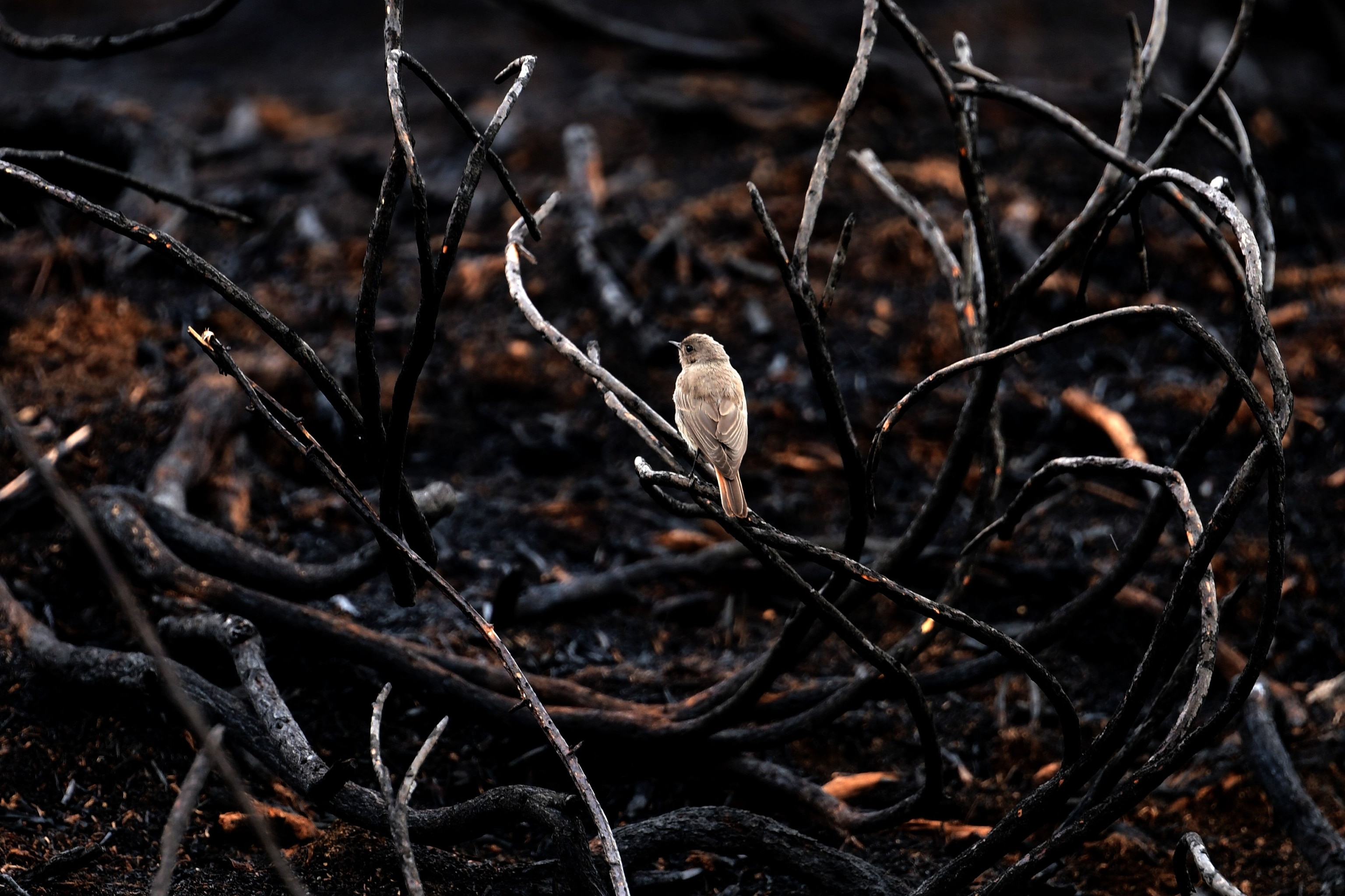A bird sits on charred branches