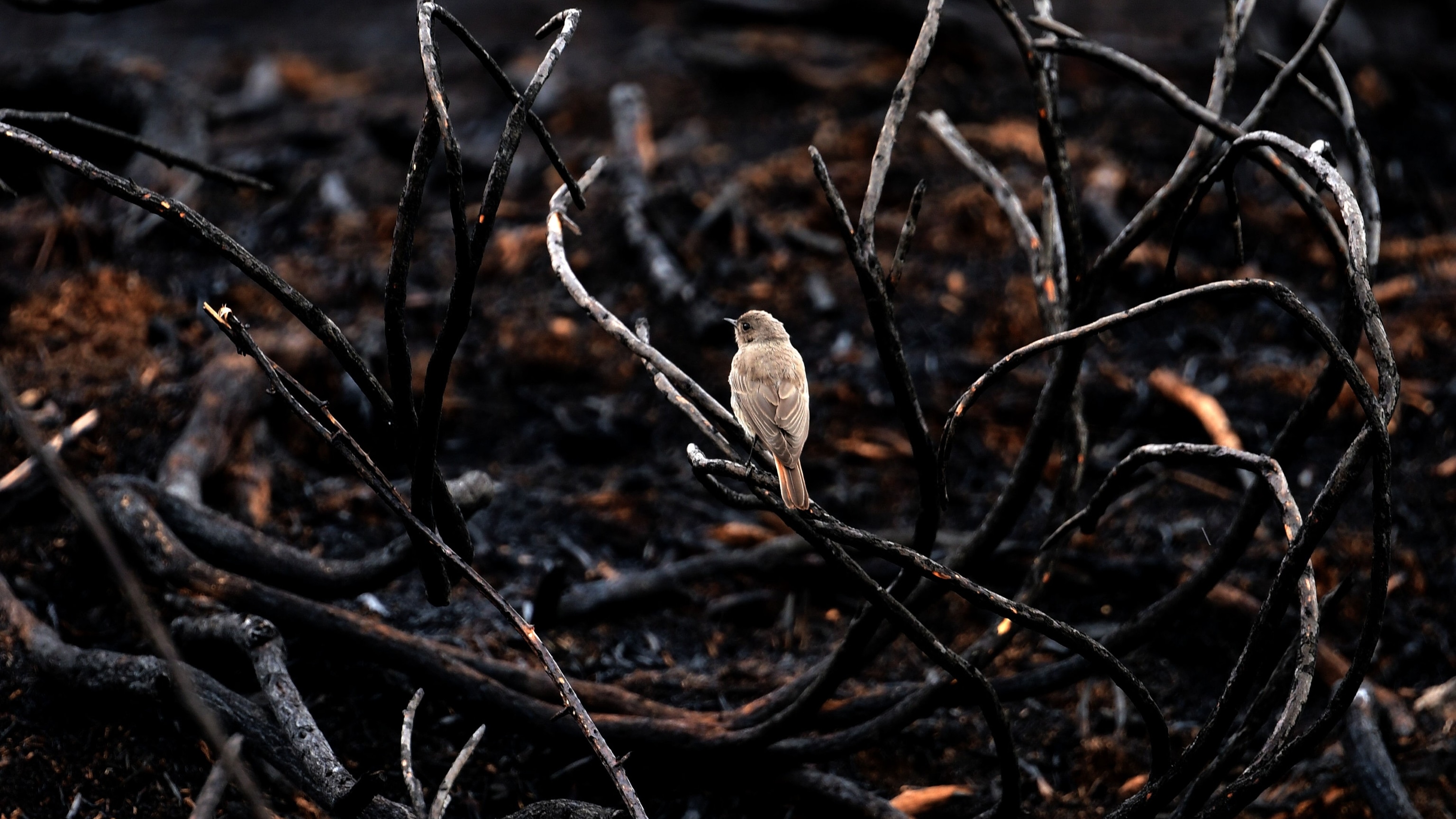 French Wildfires Are Turning Animals’ Homes Into ‘A Desert of Ashes’