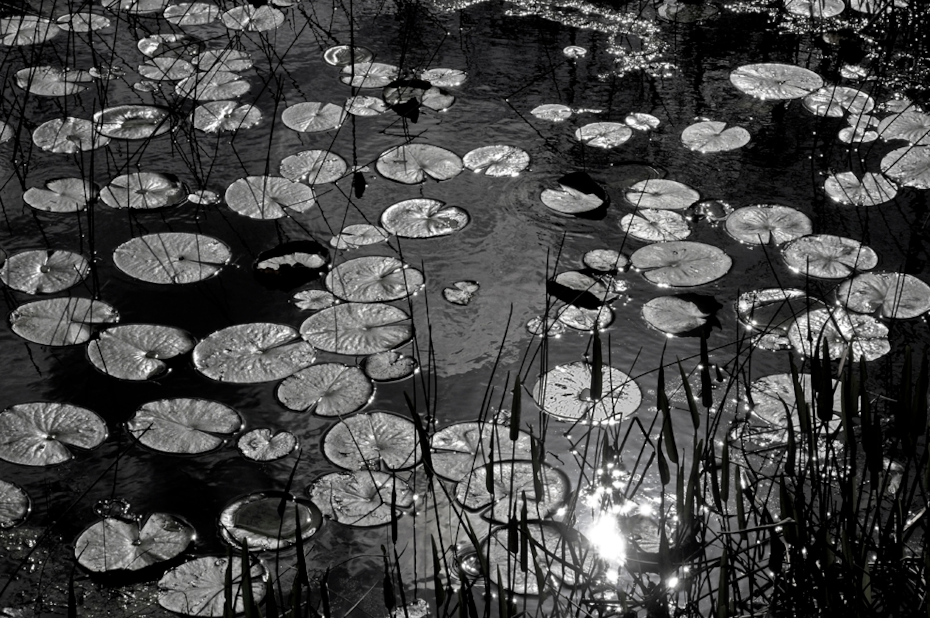 water lilies in a marsh, Florida