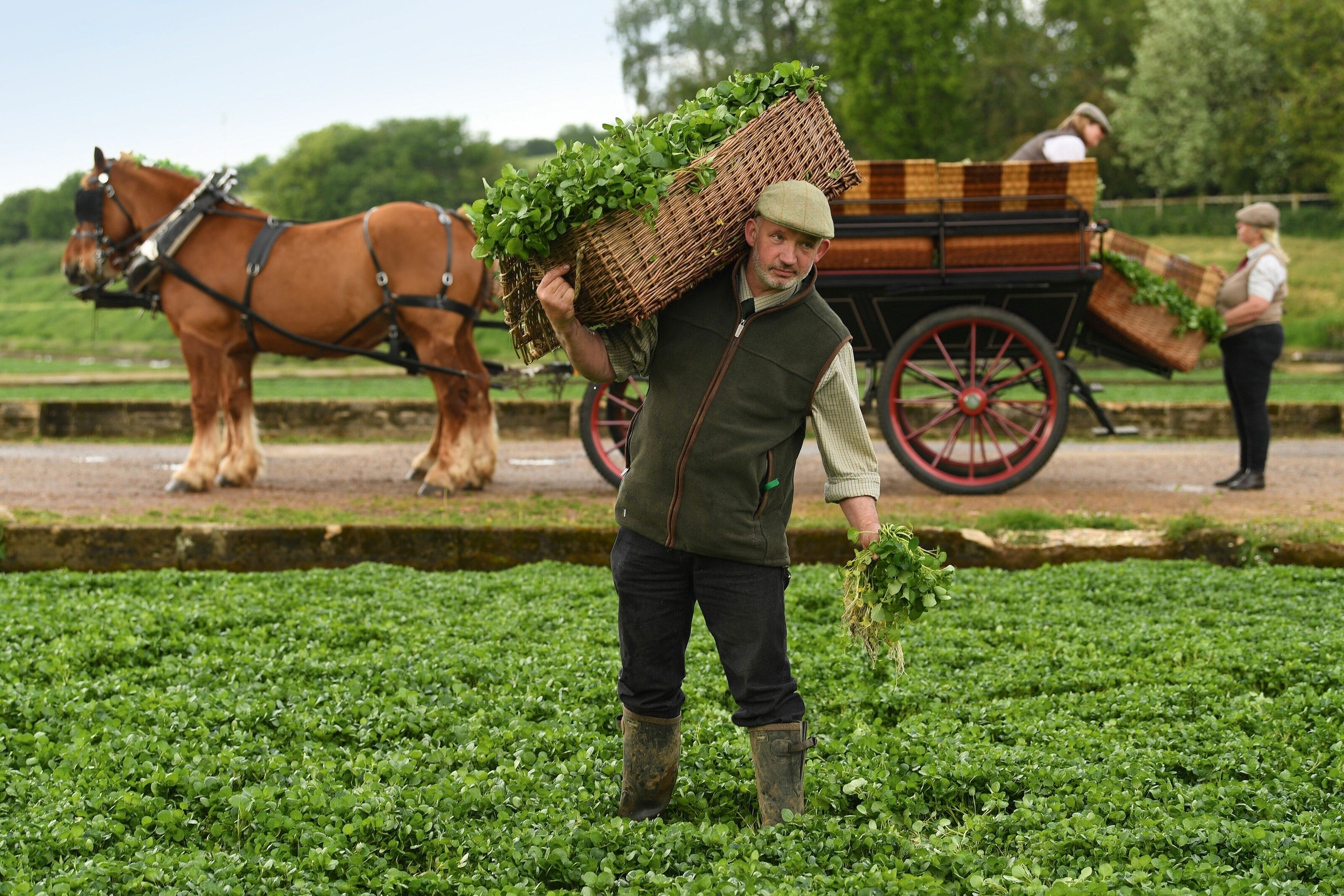 Annual Watercress Festival in Alresford, Hampshire.