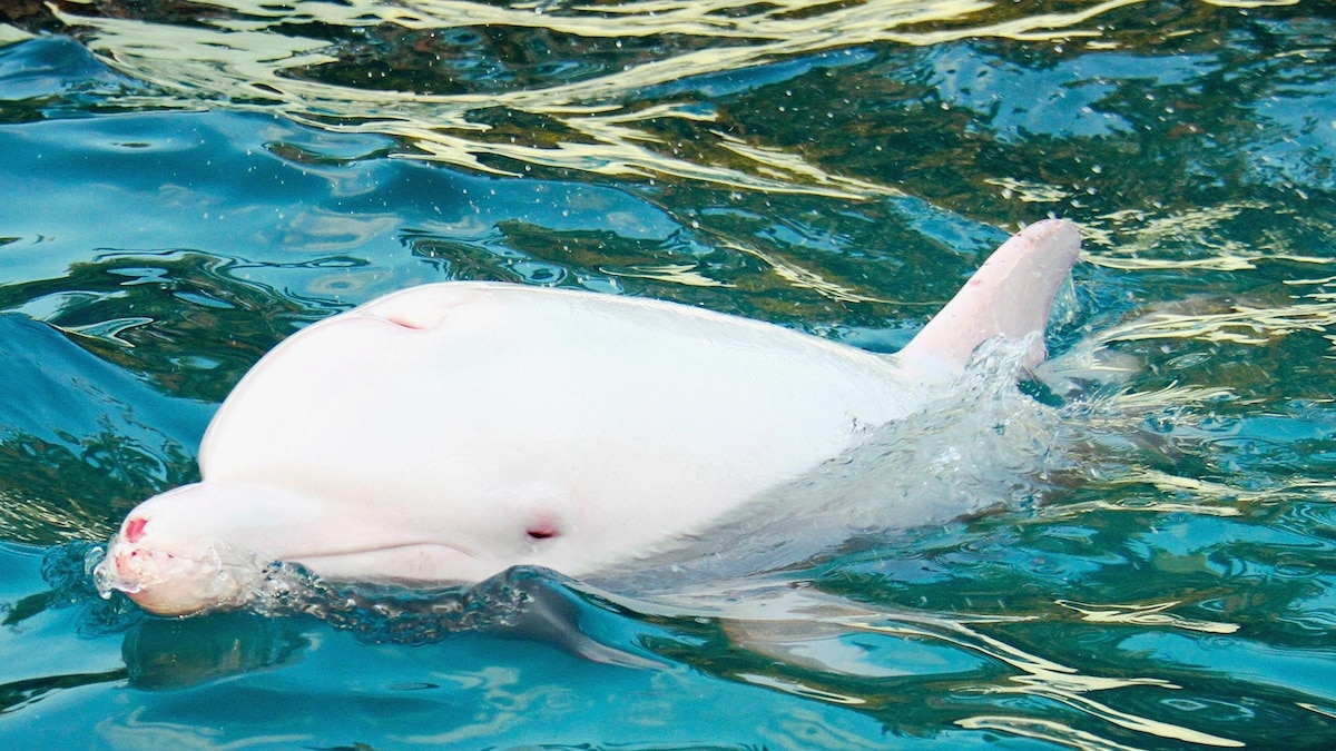 Albino Dolphin Uncertain Fate Awaits Rare Calf Captured in Japanese Hunt