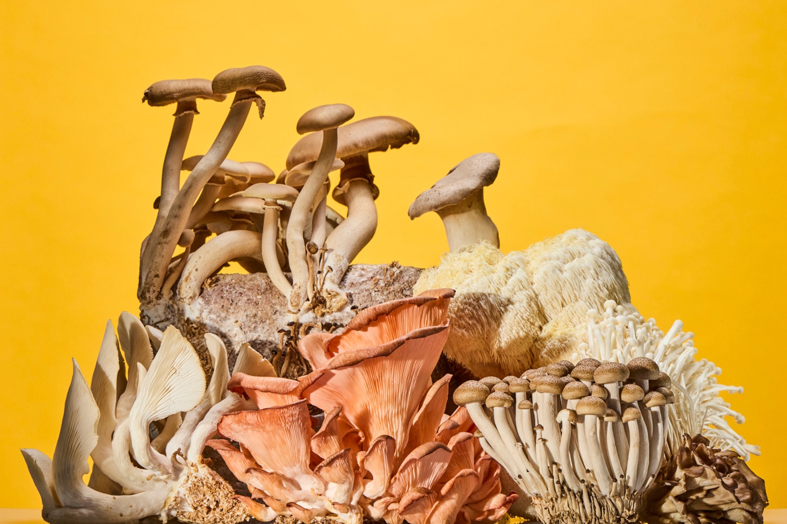 A variety of light brown, white, and pale pink mushrooms with different textures clustered against a golden yellow background.