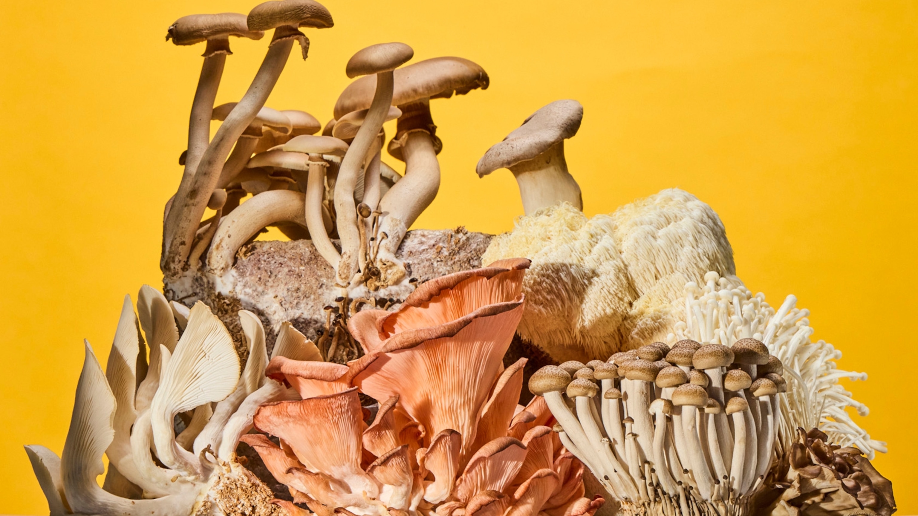 How to Hack Mushrooms to Make Them Even More Nutritious