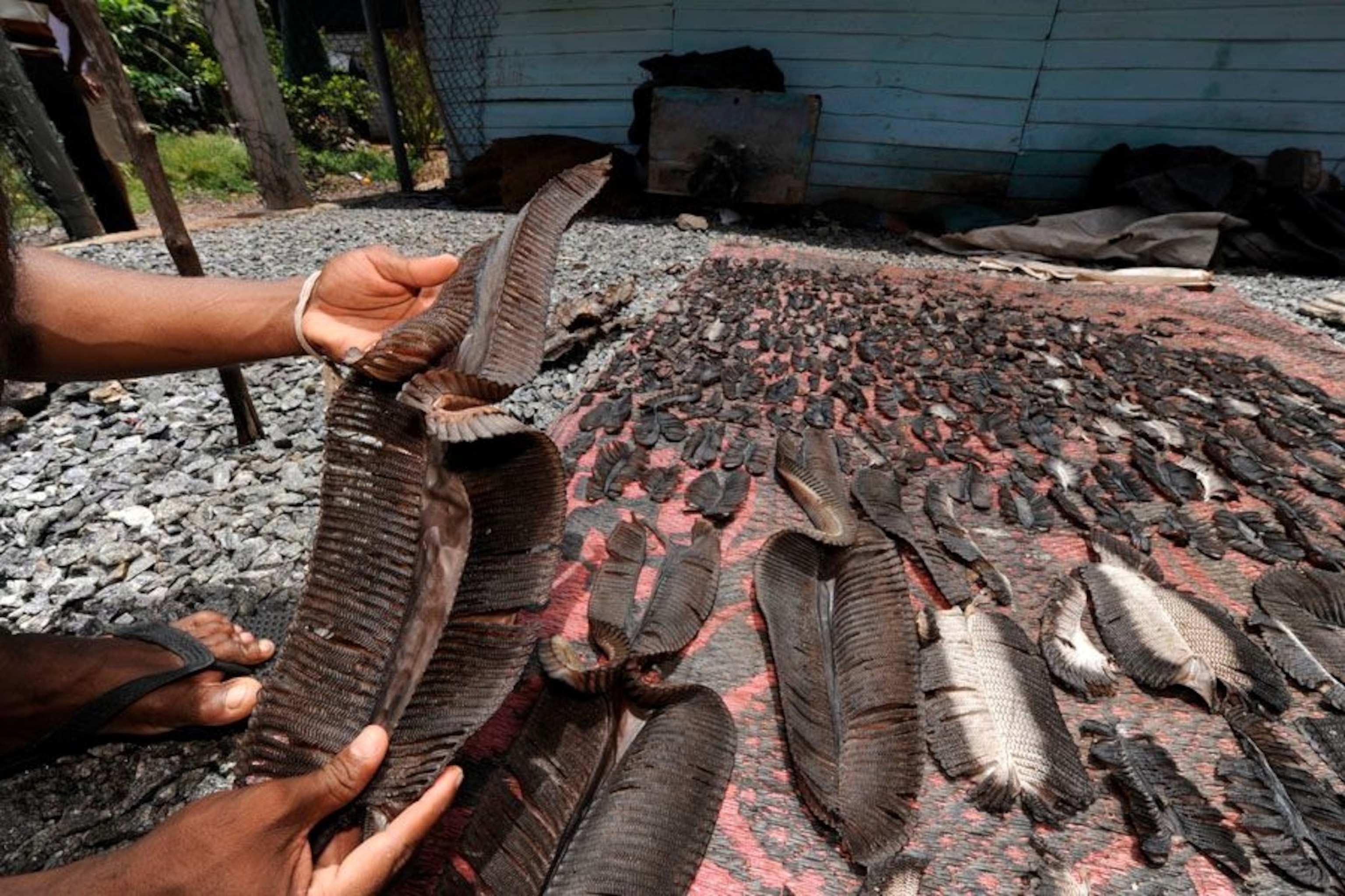 New Marine Protected Area in the Maldives would offer hope for the reef ...