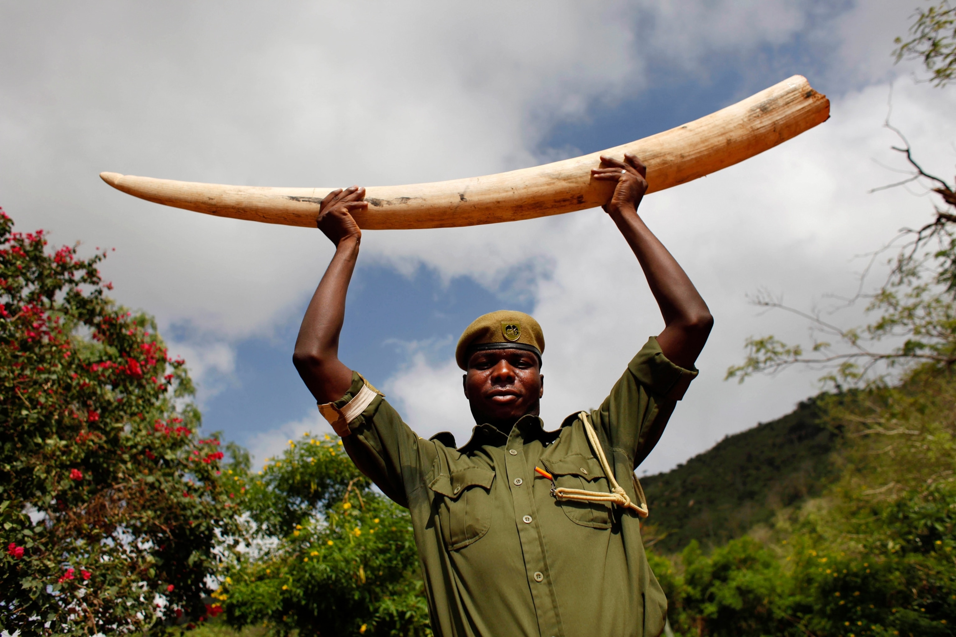Kenyan Wildlife Ranger Charles Chepkowny posing with an elephant tusk in the Tsavo East national park, Kenya.