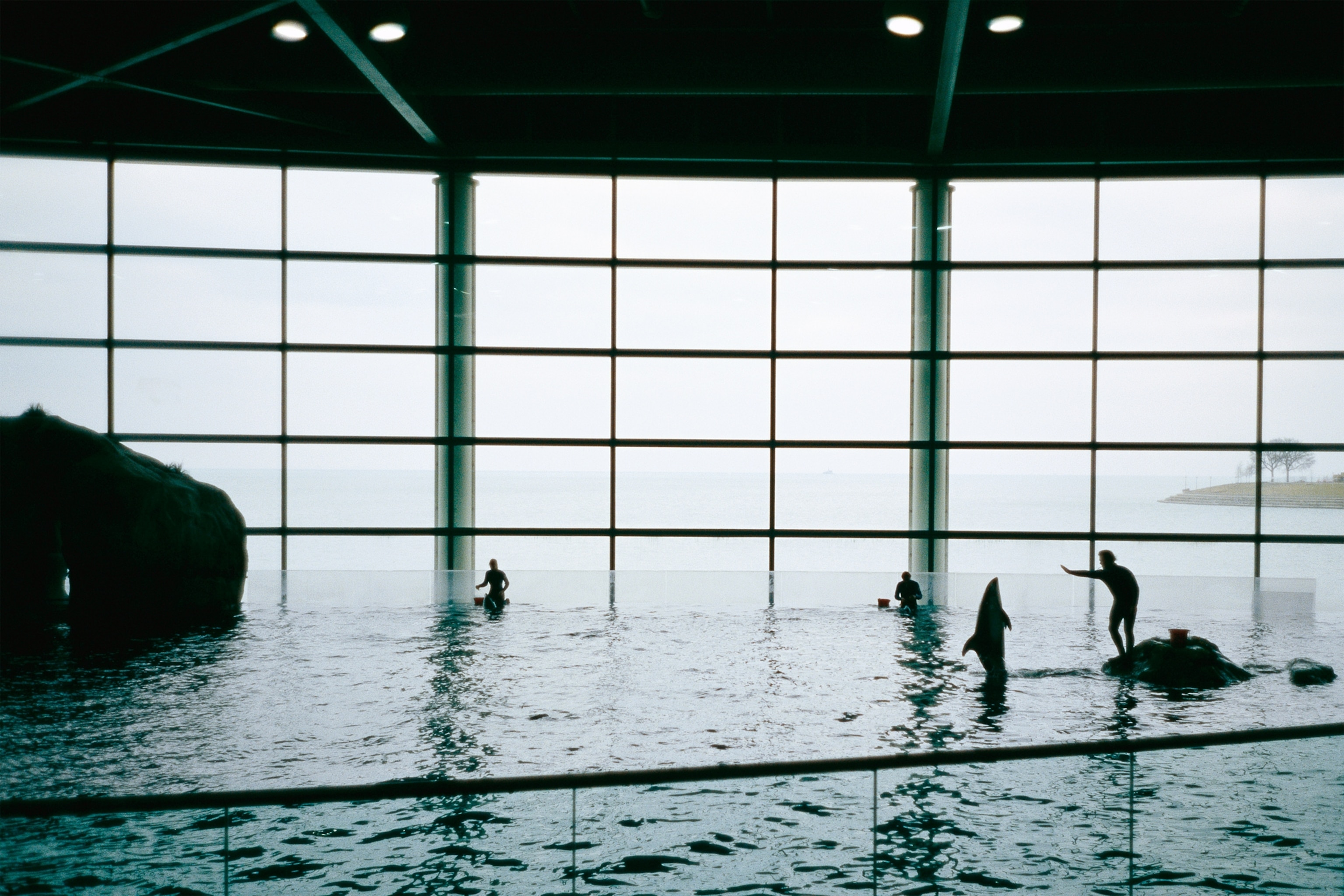 a trainer working with a dolphin at the Shedd Aquarium
