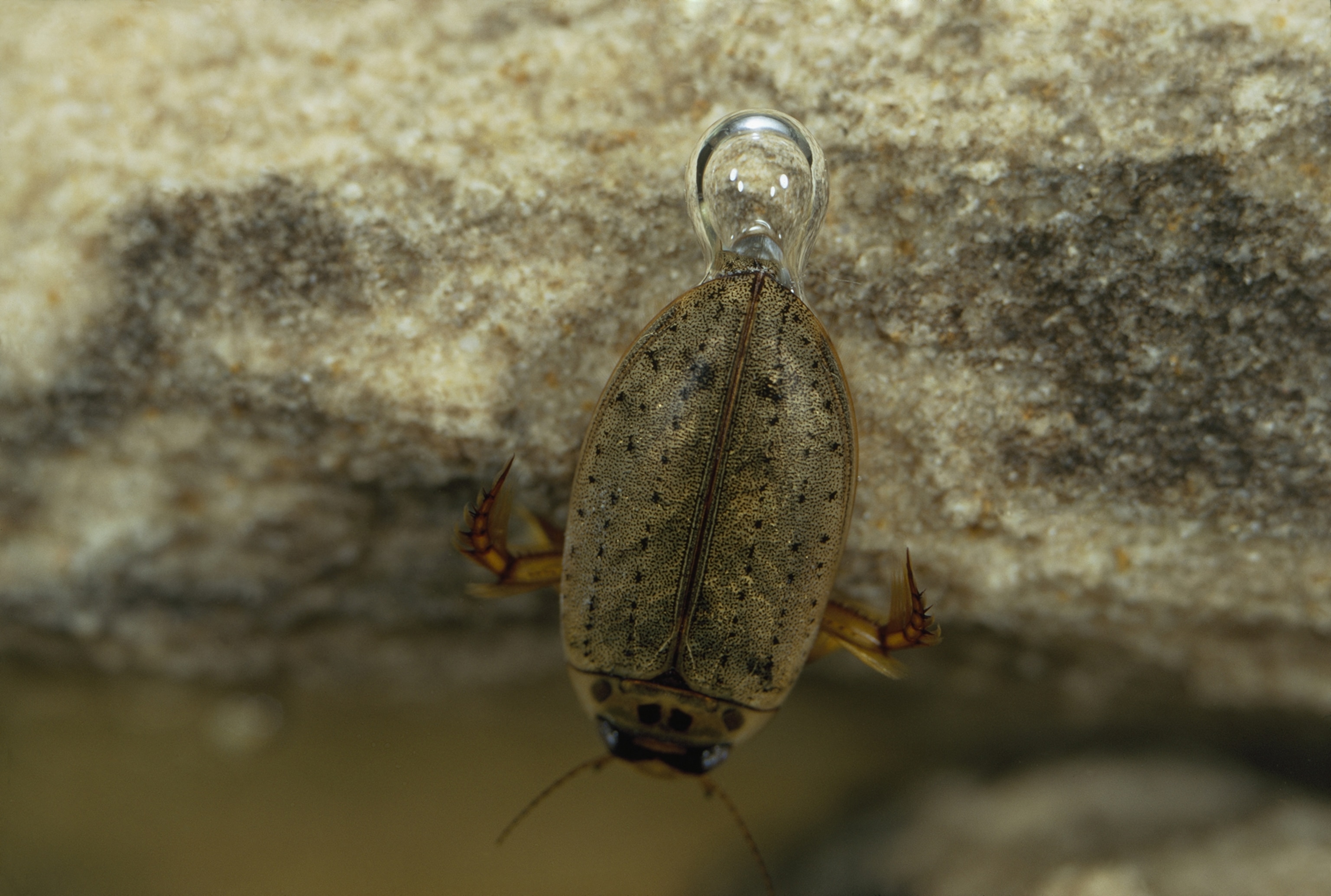 A beetle carries a bubble underwater to breath from intermittently.