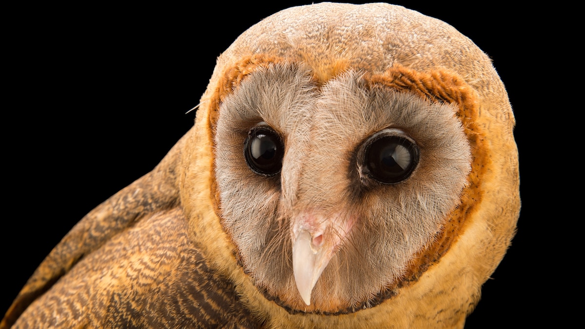Ten Pictures of Superb Owls for the Super Bowl | National Geographic