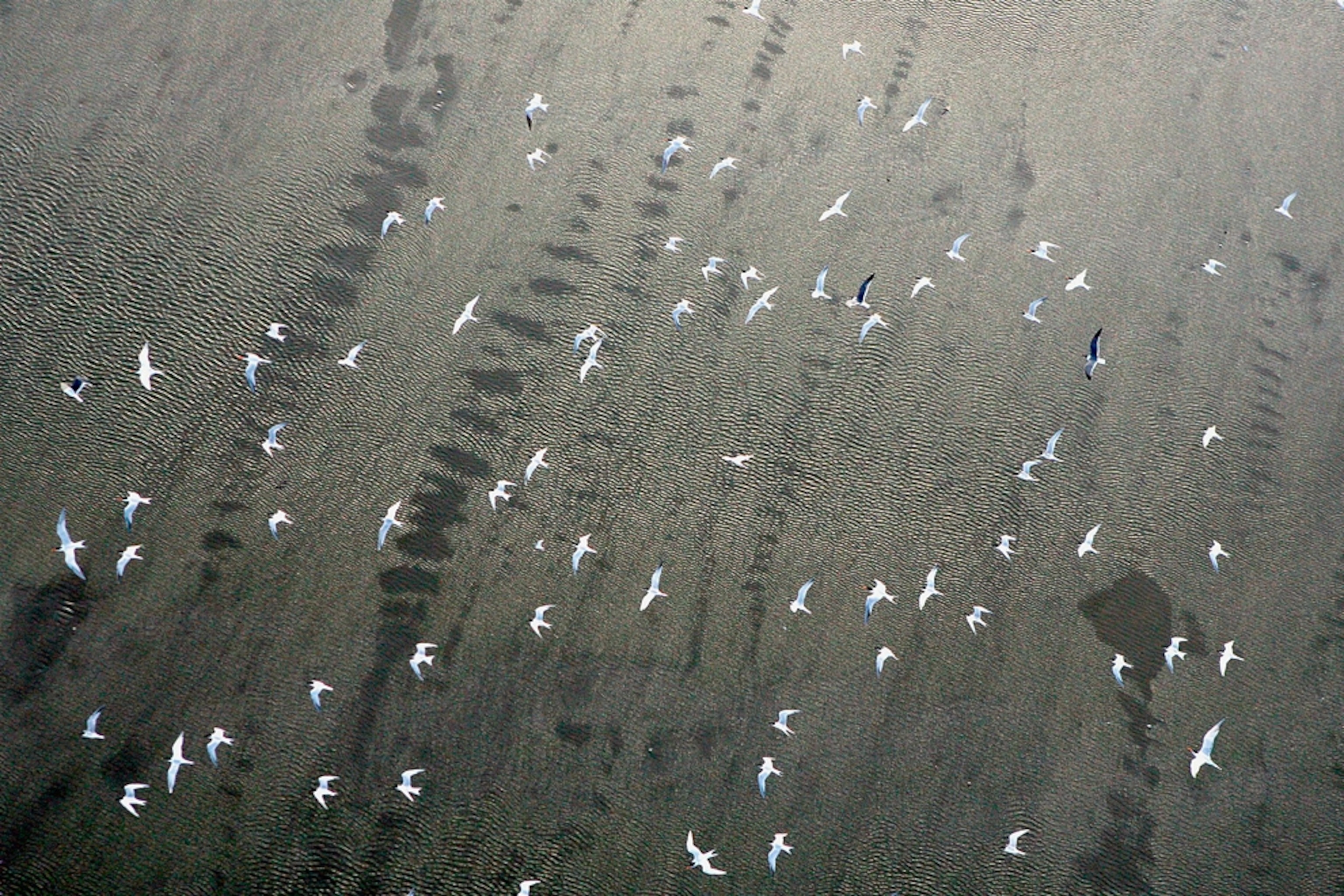White birds fly over dark oil on the water's surface after the 2010 Gulf of Mexico oil spill.