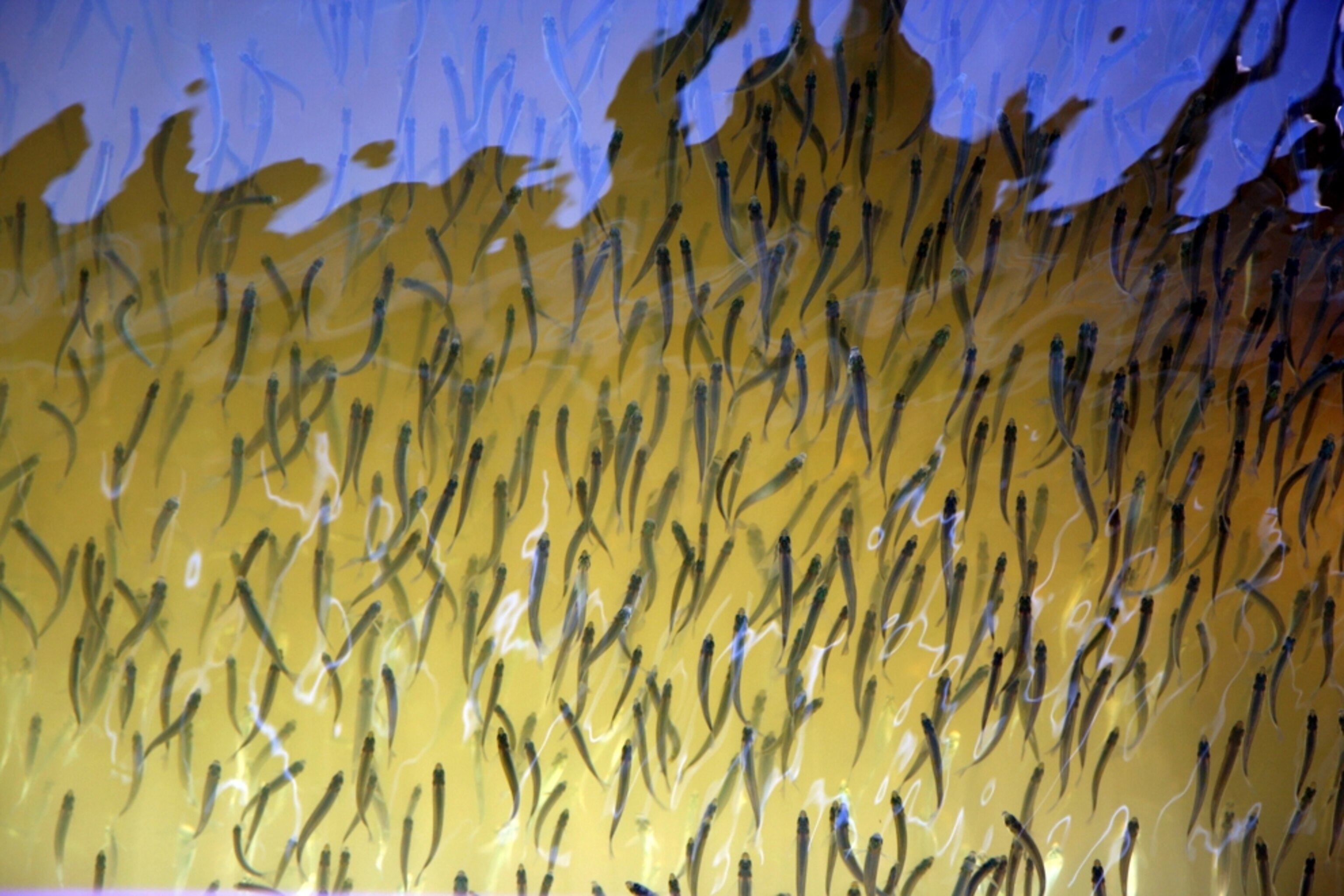 a school of fish swimming, Bolsa Chica Ecological Reserve