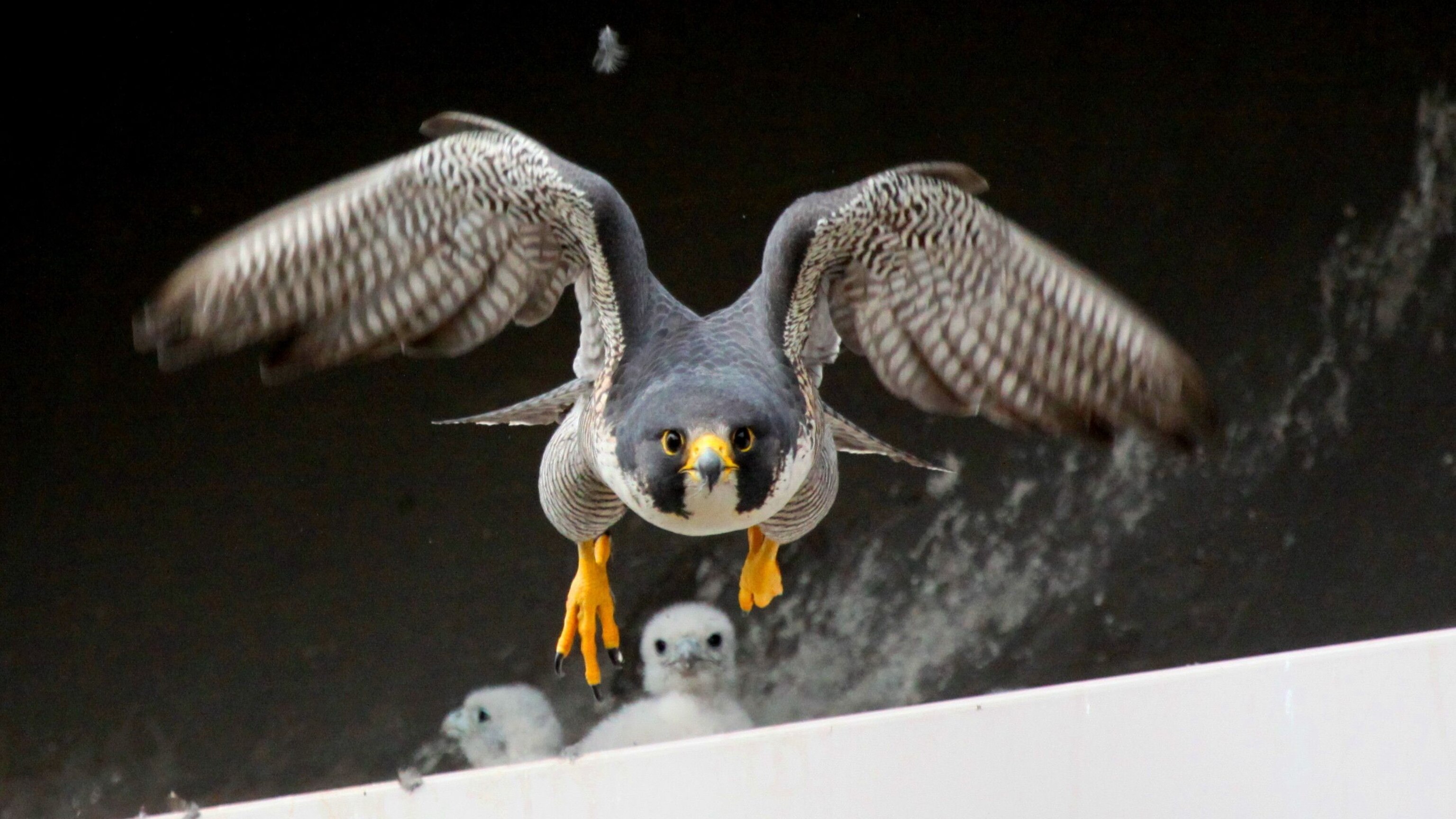 Peregrine Falcon National Geographic