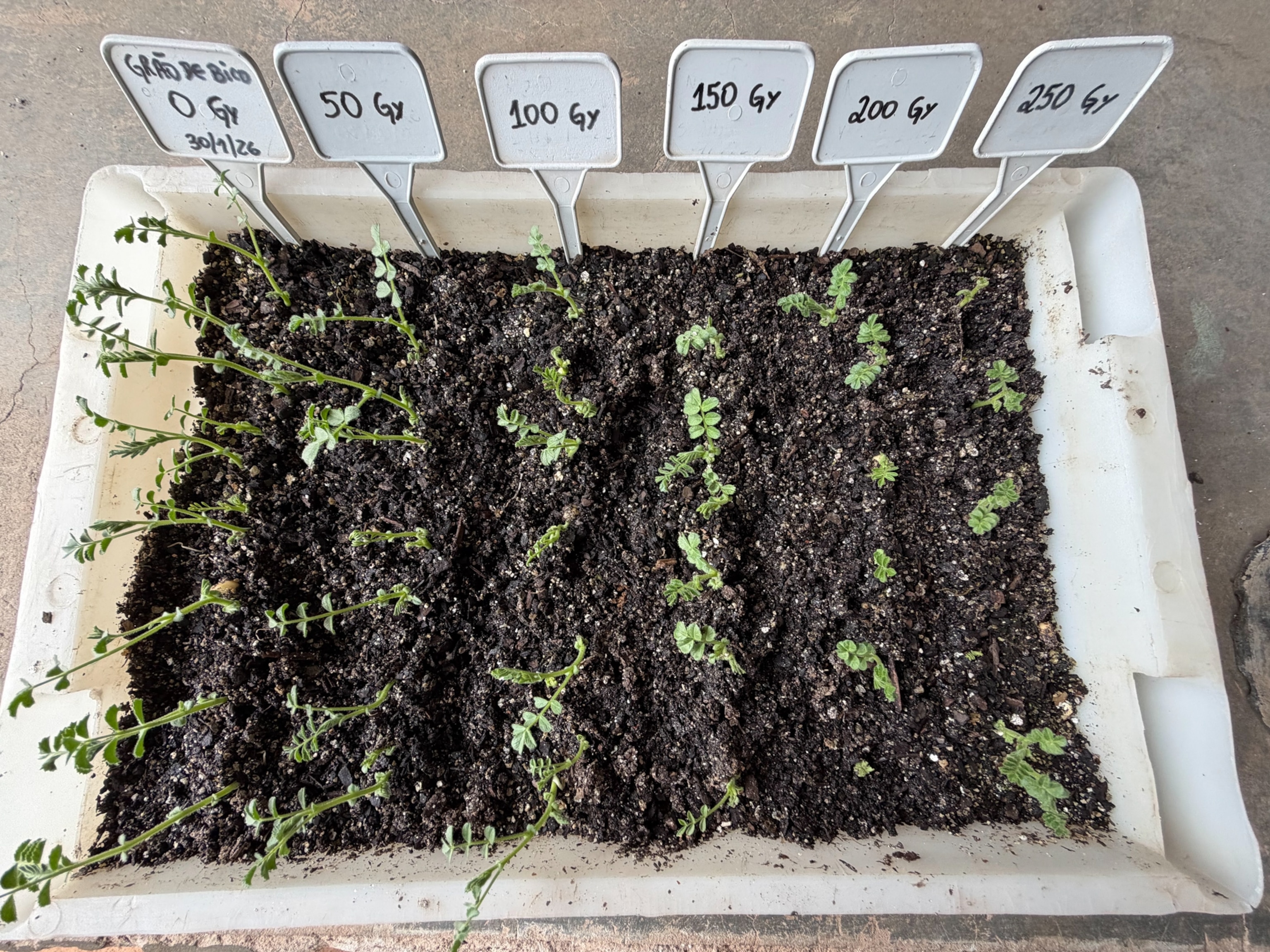 Overheard view of a seedling growth experiment in a soil-filled tray, labeled 0, 50, 100, 150, 200, and 250 grams; plants vary in height by section.