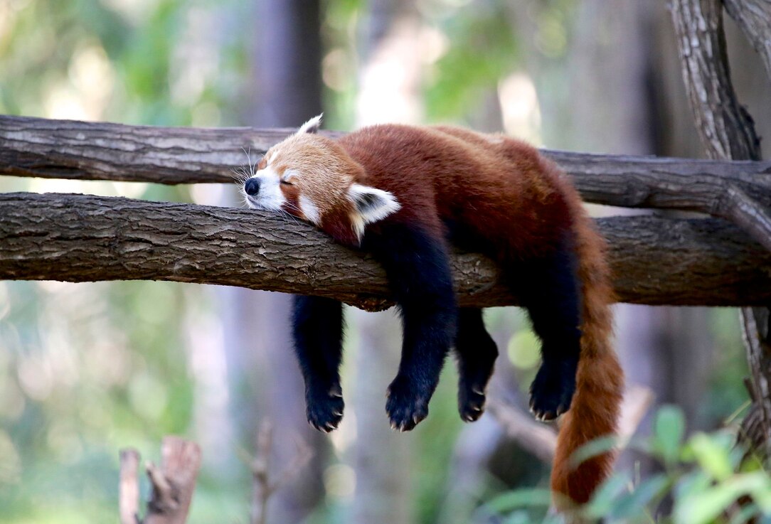 Red pandas, facts and photos