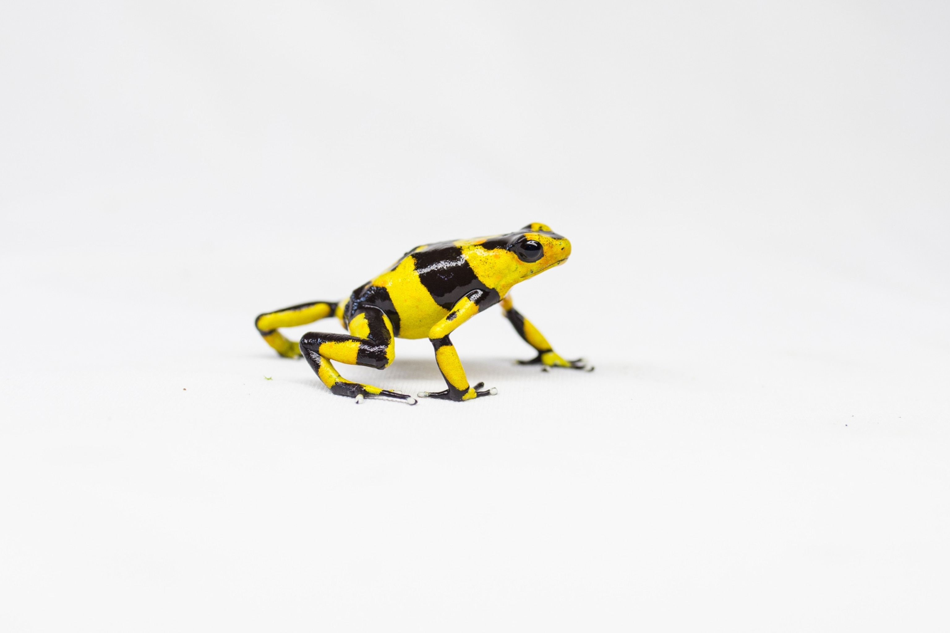 How to undermine the black market in poison dart frogs