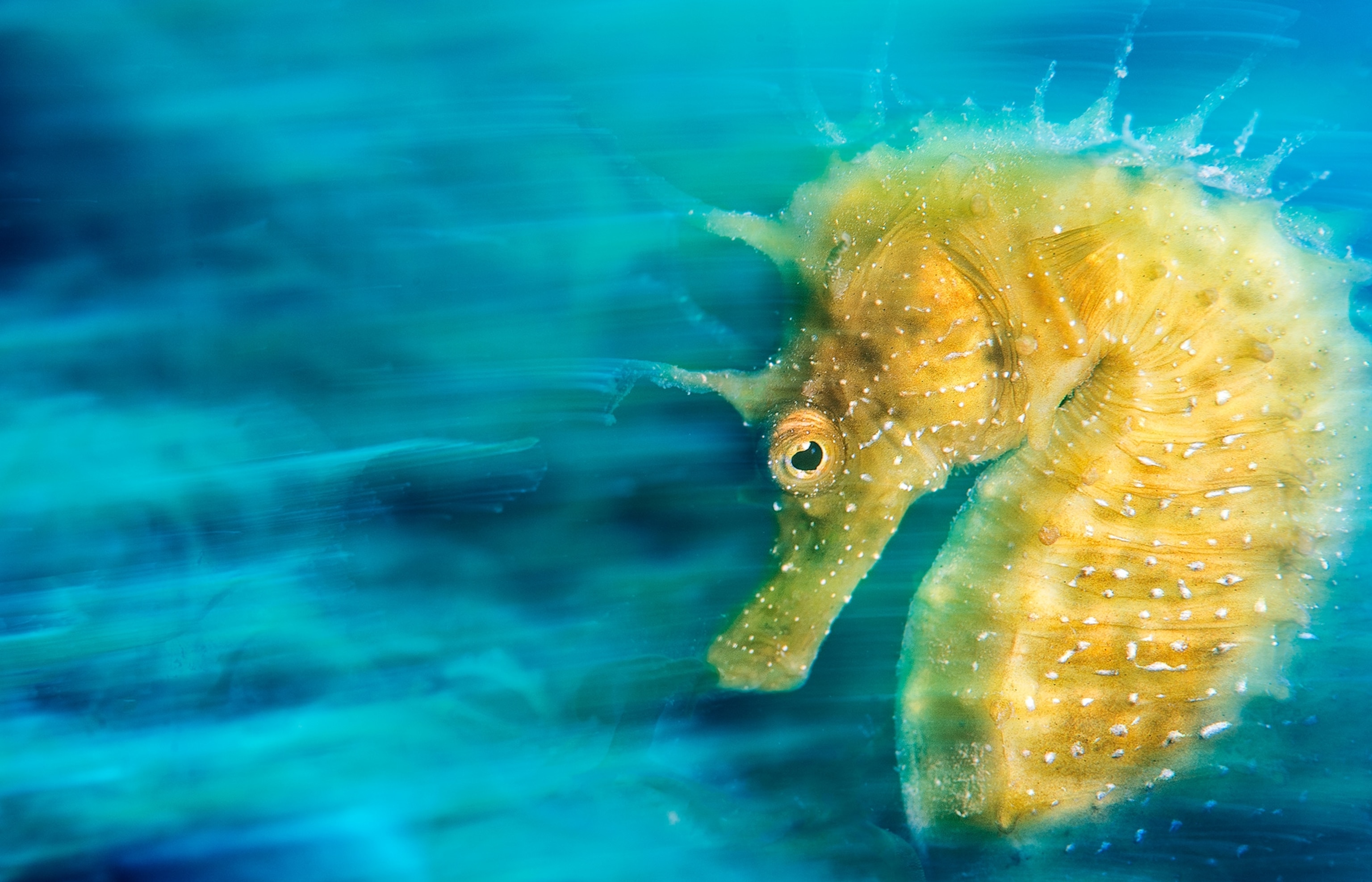 a seahorse