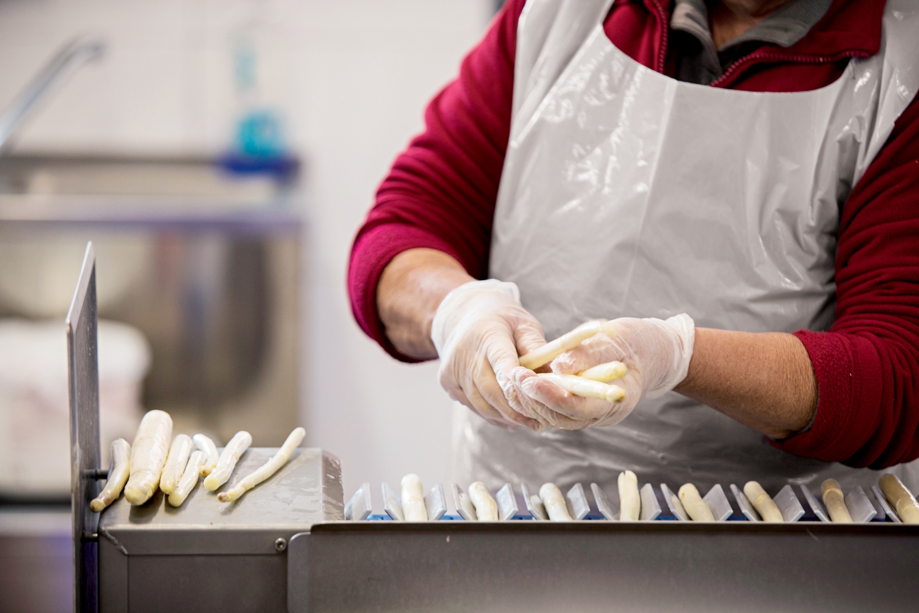Polish farmhands sorting white asparagus, Germany