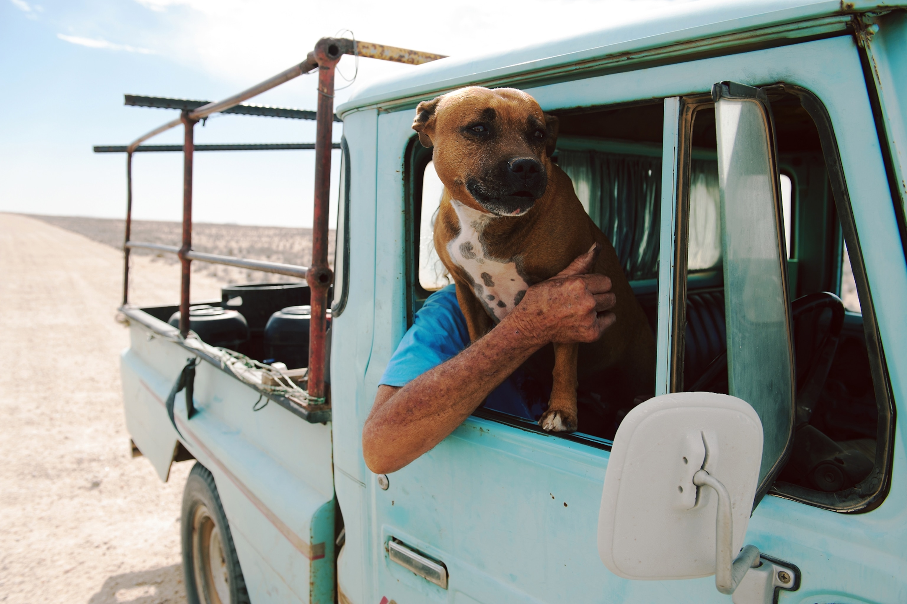 a dog leaning out of the window of a truck in the desert near Brandberg mountain