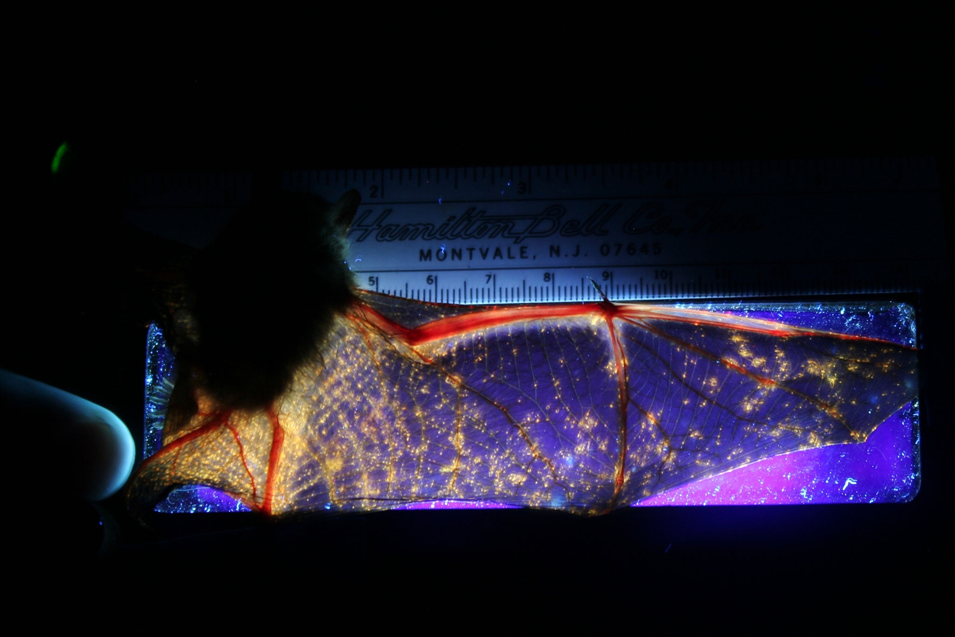 a bat with fungus on its wing