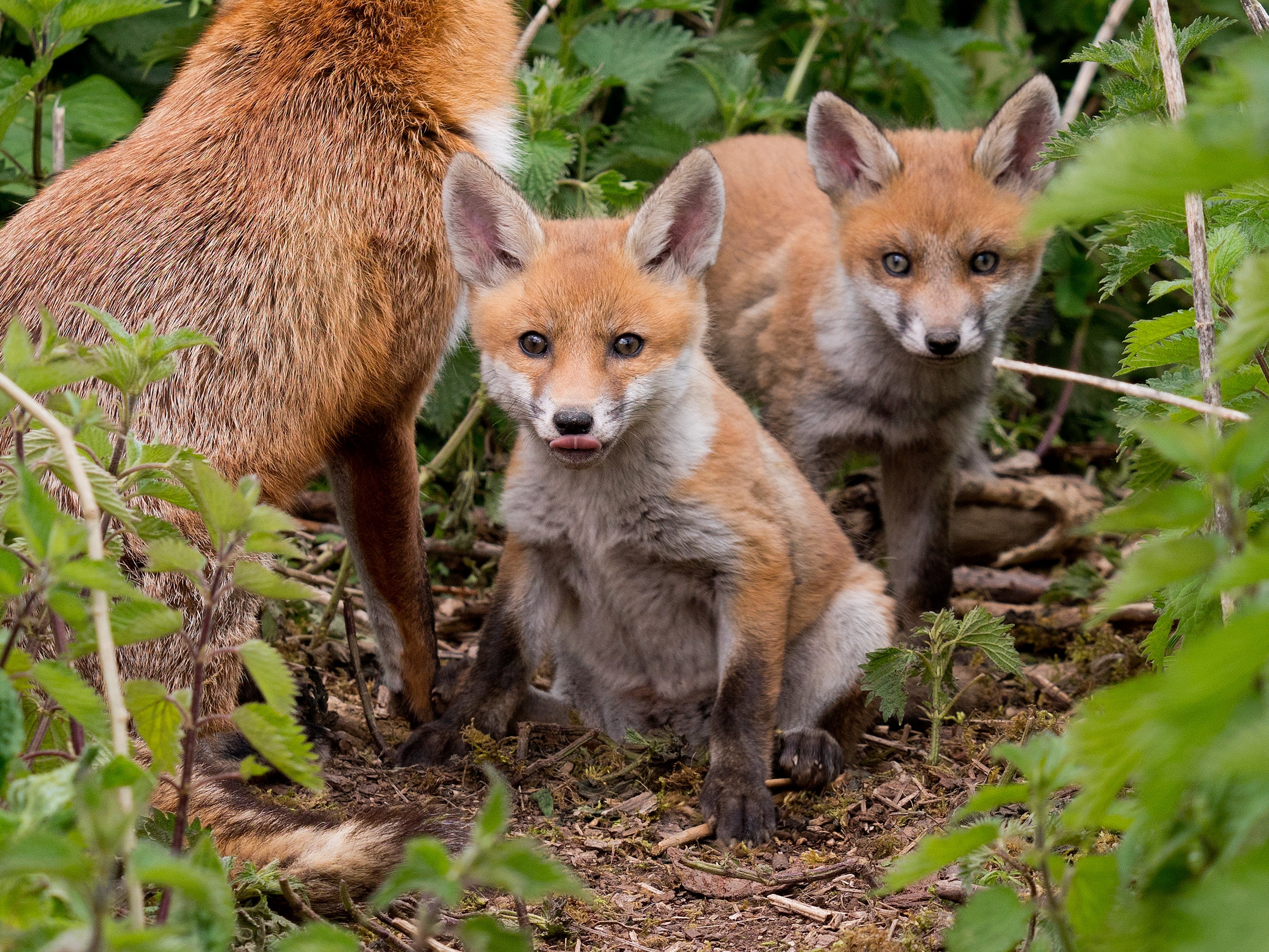 fox cubs outdoors.
