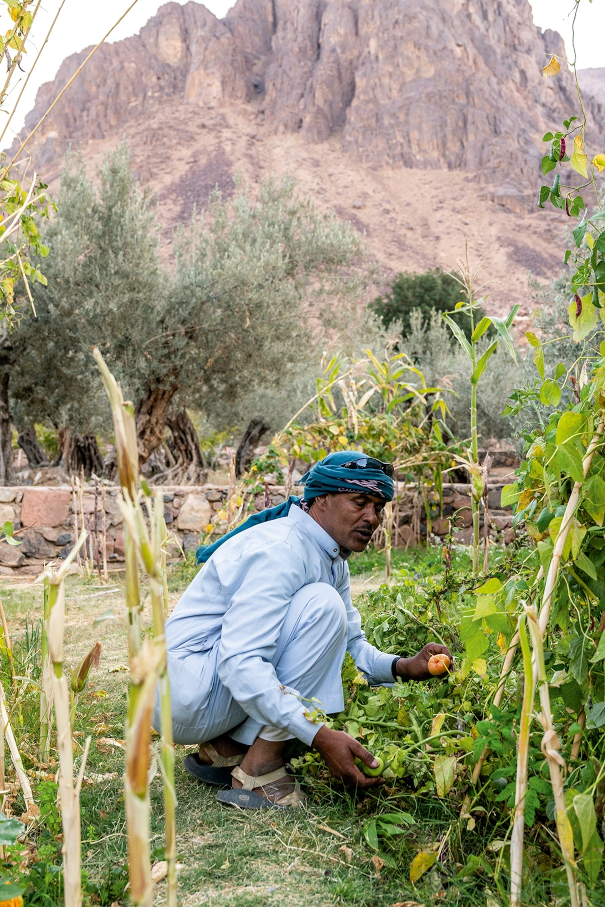 A man crouching down to pick vegetables from a garden.