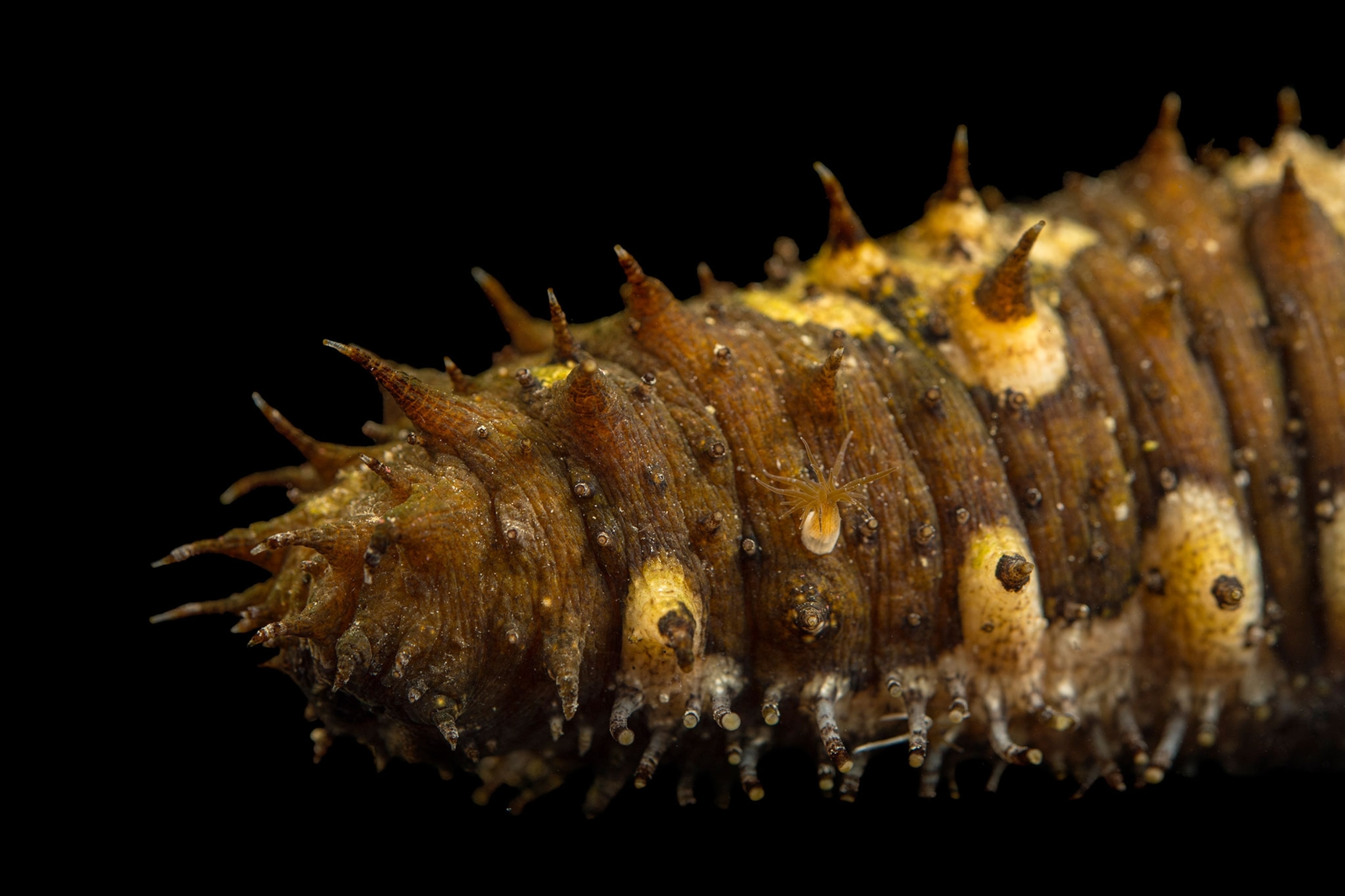 Sea cucumbers bloat themselves to zoom around the ocean
