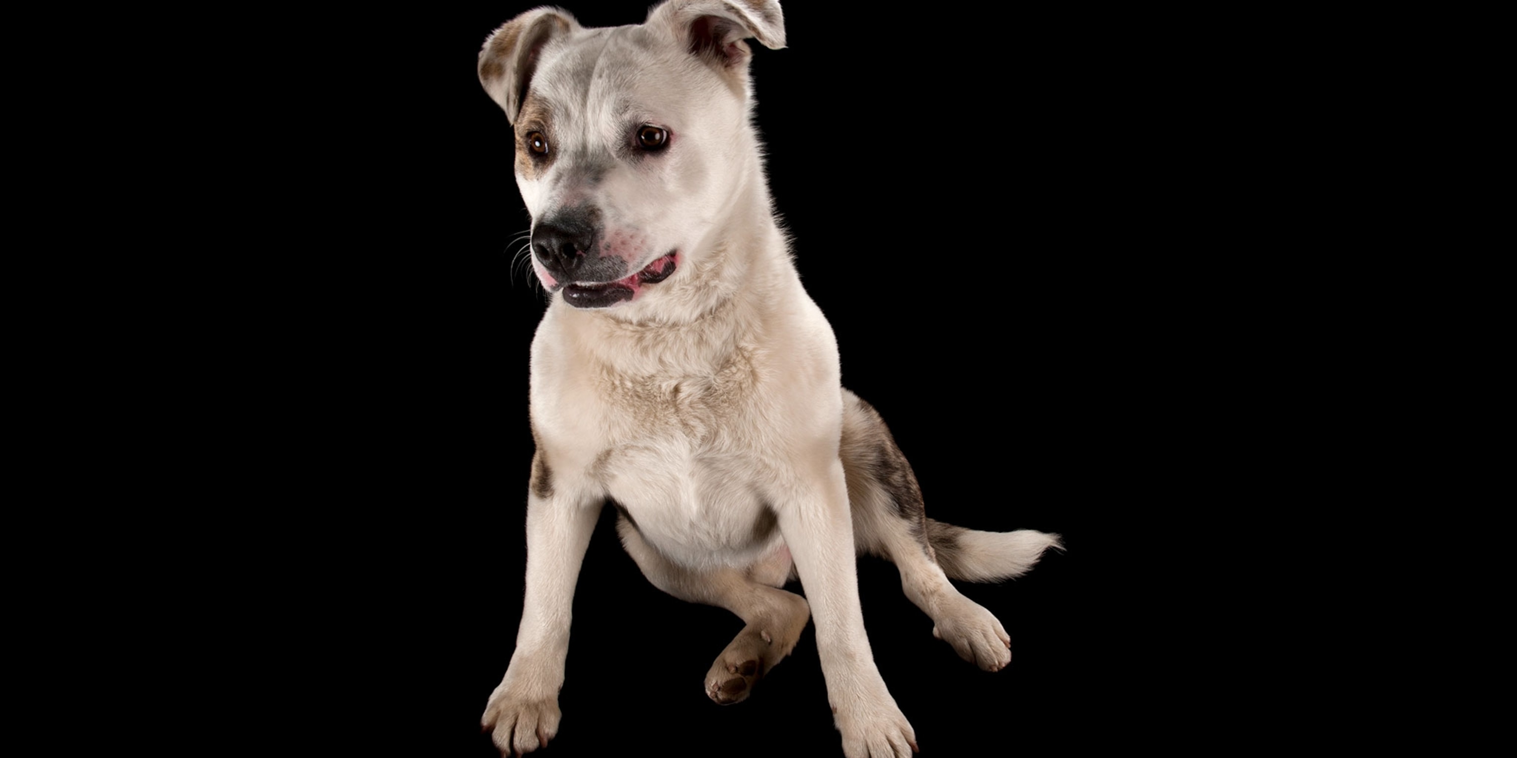 Is A Dog S Mouth Cleaner Than A Human S Get The Facts