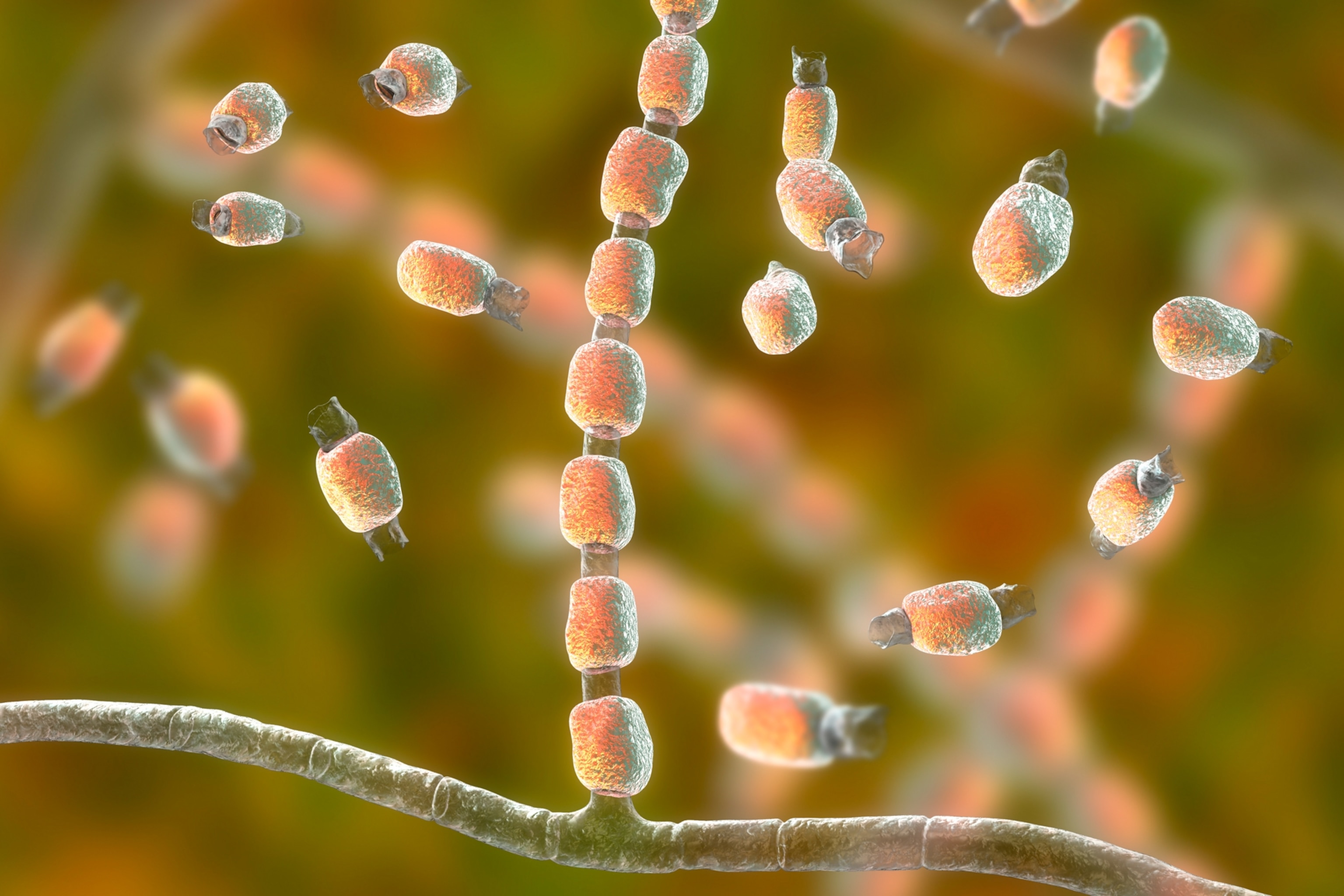 An illustration of fungal spores, which appear similar to a chain of beads.