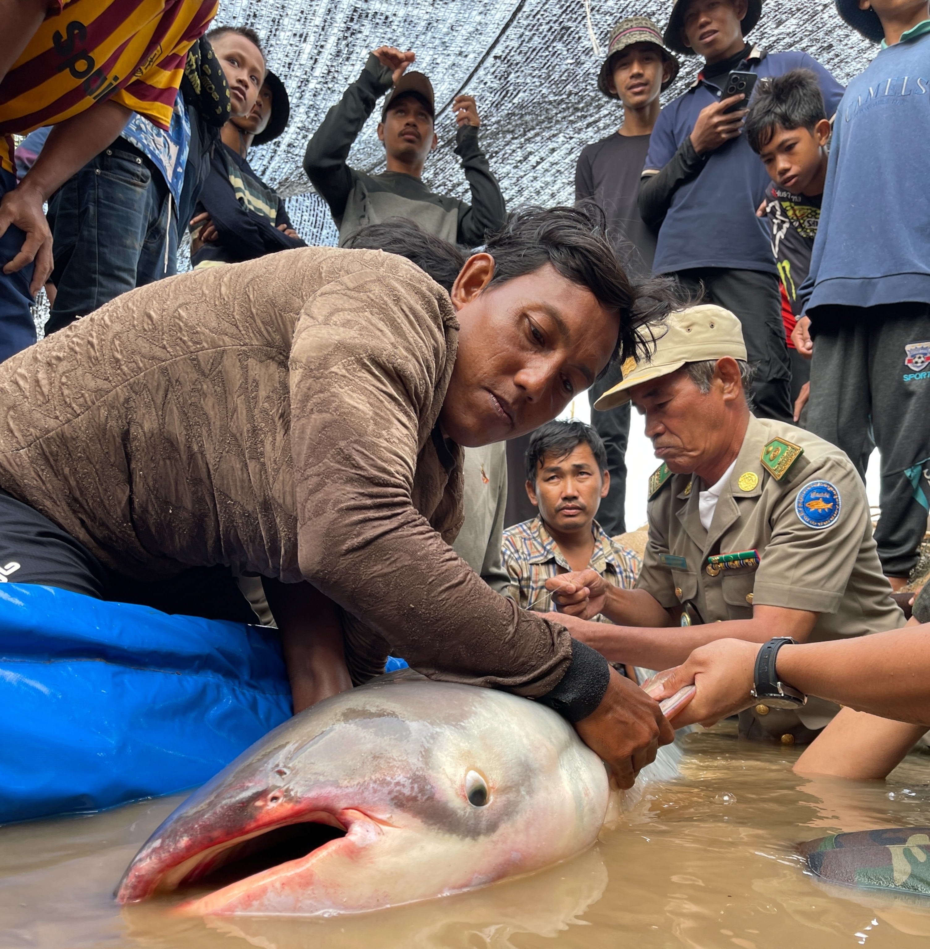 A group of men gathered around a large fish in shallow water. Two men in front handle the fish, while others watch intently